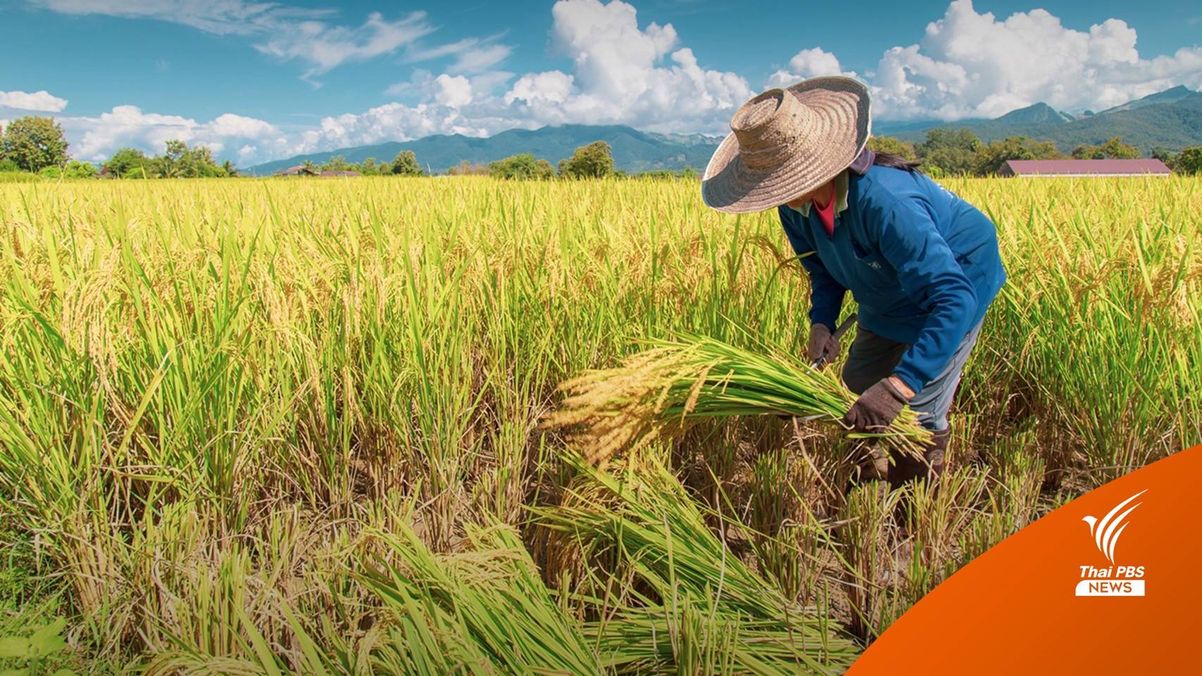 นบข.เคาะประกันรายได้ข้าว-มาตรการคู่ขนาน วงเงิน 1.5 แสนล้าน