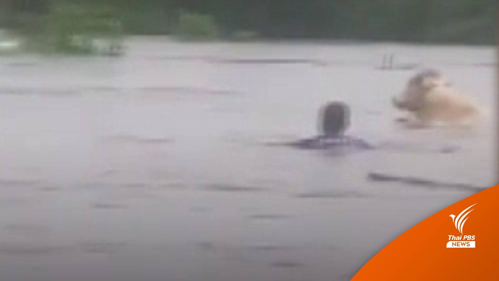 นาทีชีวิต กู้ภัยระยองช่วย "ฝูงวัว" กำลังจะจมน้ำ