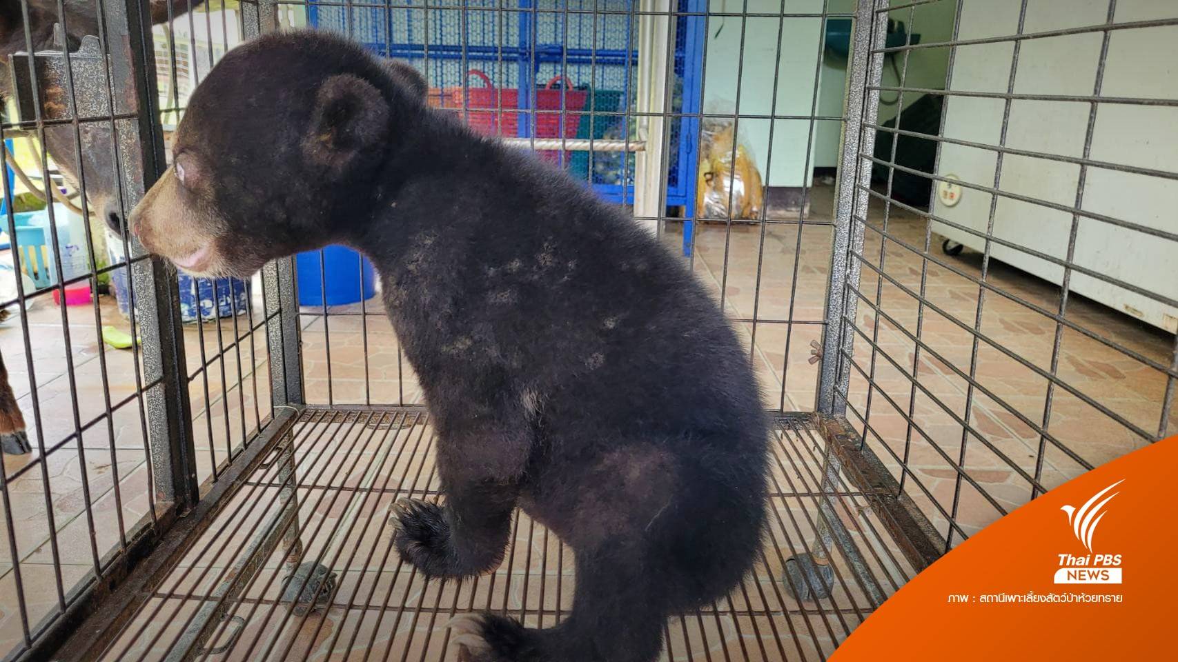 สถานีเพาะเลี้ยงฯ ห้วยทราย รับ "ลูกหมีหมา" พลัดหลง
