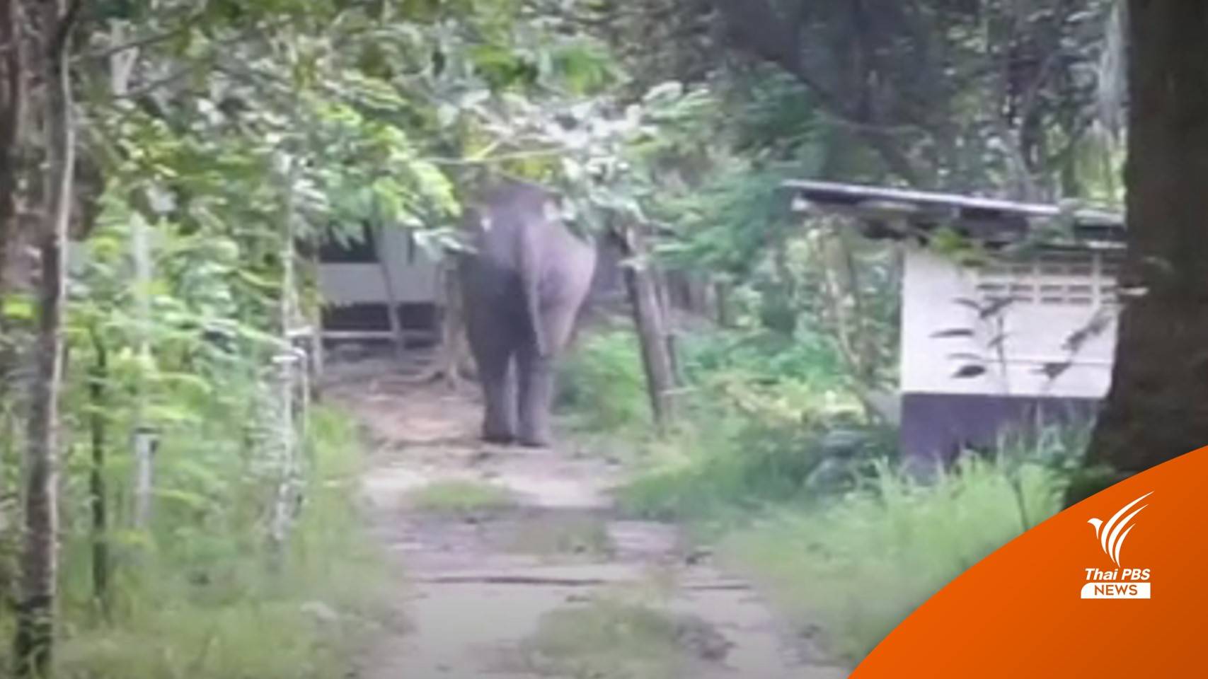 ยังไม่เข้าป่า "ช้างละมุด" พังอาคารสำนักงานเสียหาย