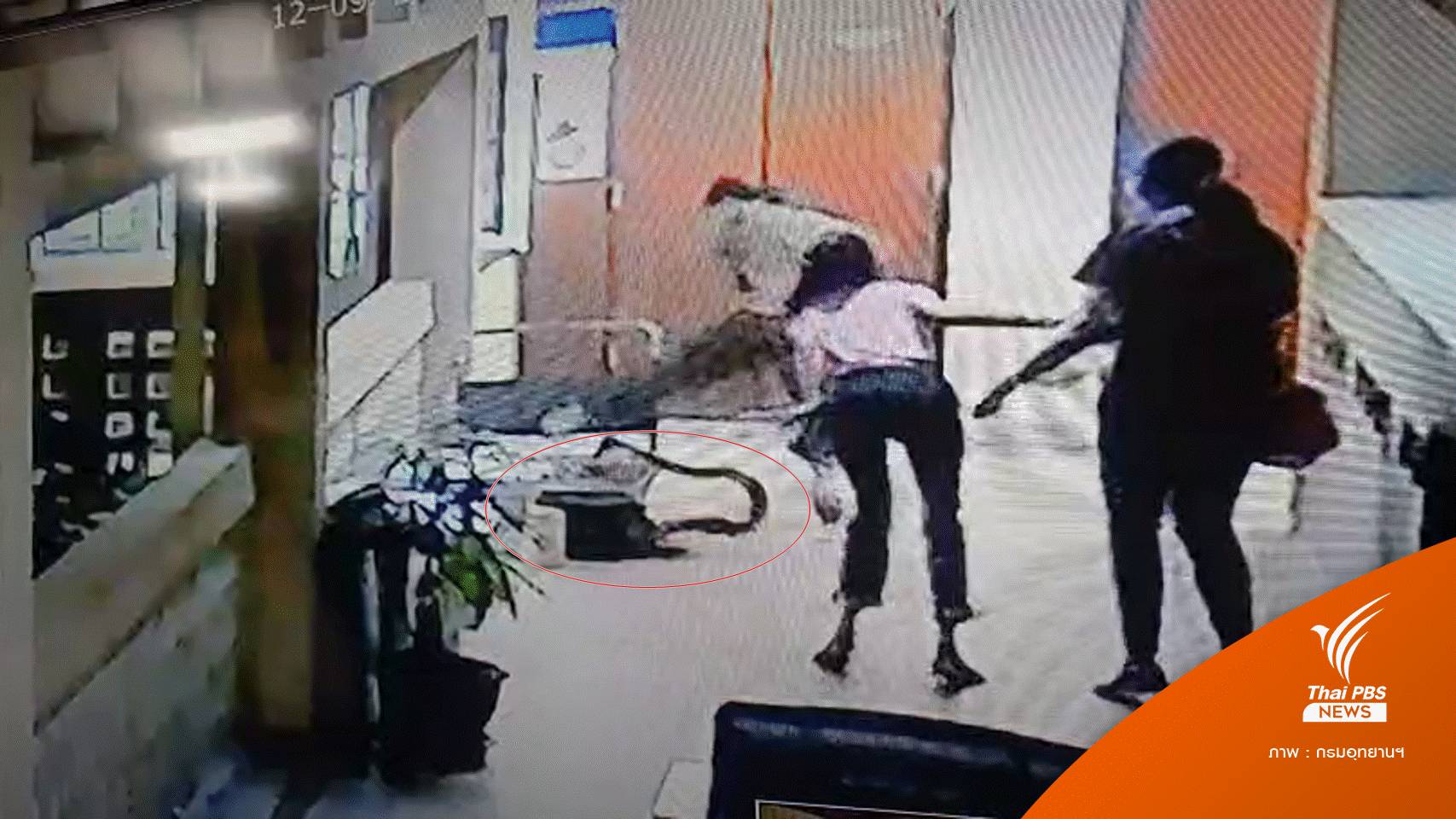 วินาที “งูเหลือม” พุ่งฉก จนท.ในตึกอุทยานฯ บาดเจ็บ