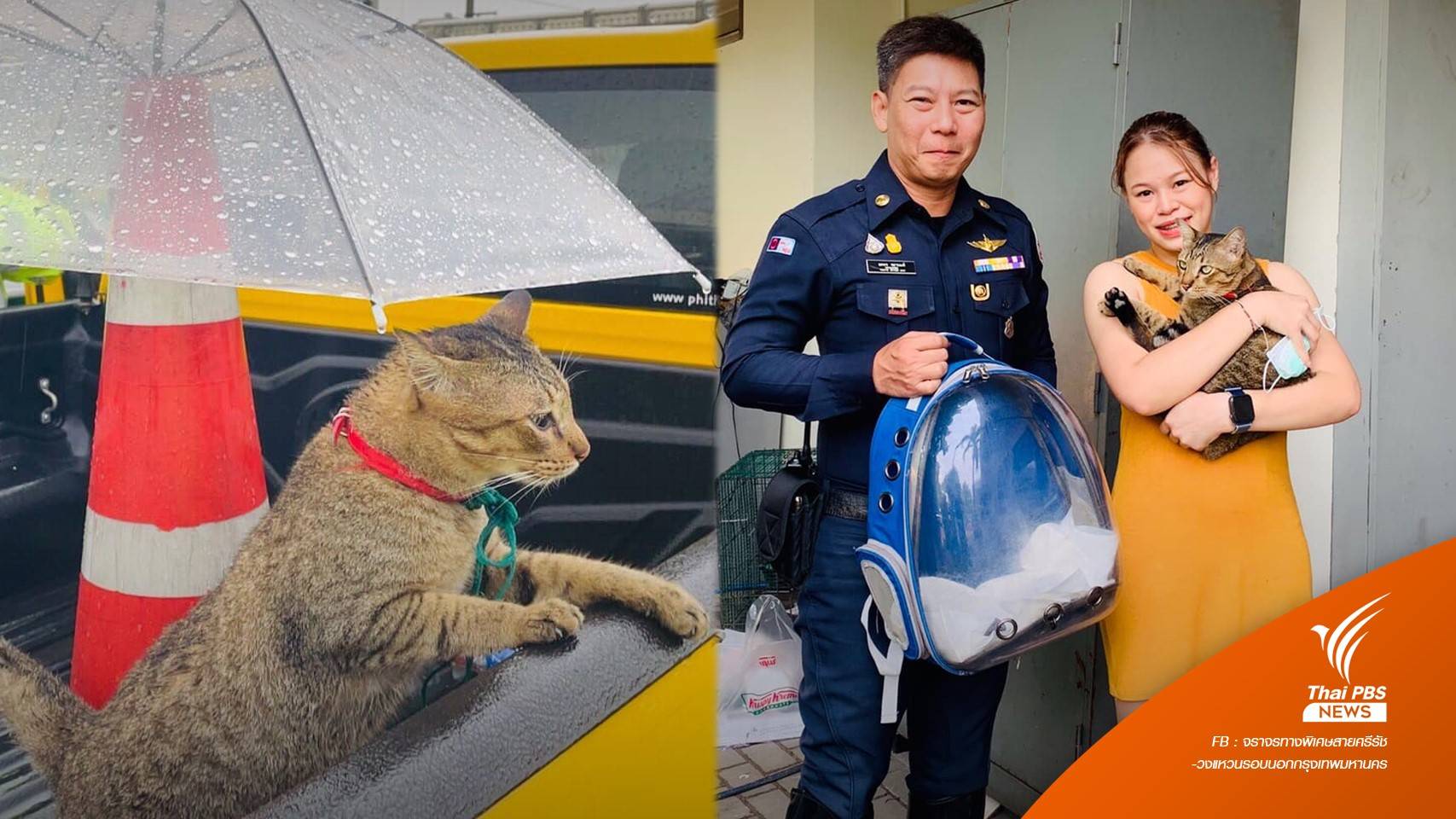 เจ้าของบินรับ "หมูทะ" แมวหาดใหญ่หาย 1 เดือน พบบนทางด่วน กทม.