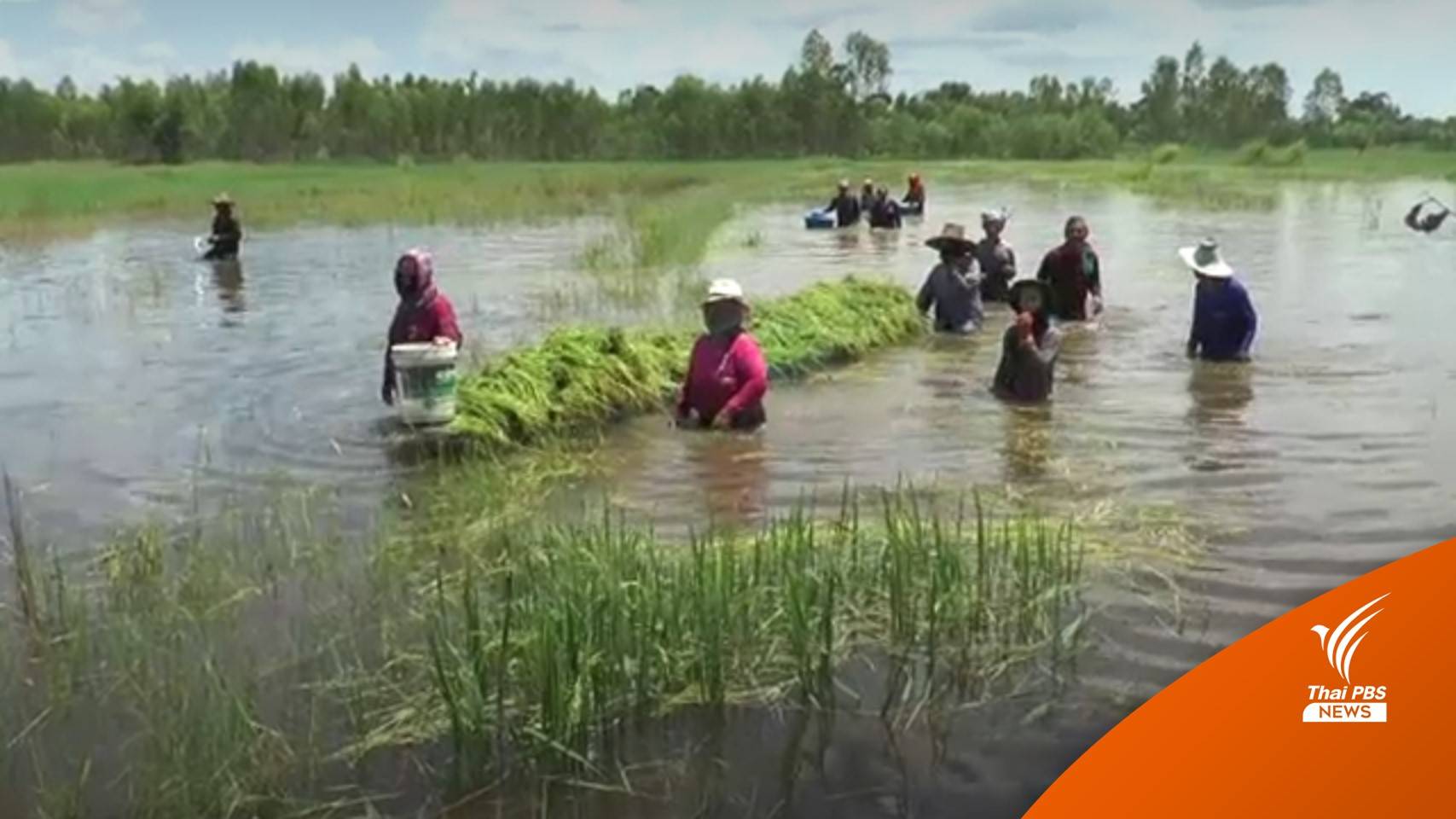 น้ำท่วมนาข้าว จ.นครราชสีมา เสียหายกว่า 8,000 ไร่