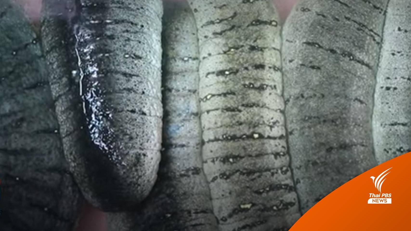 รู้จัก “ปลิงทะเล” เทศบาลใต้ทะเลที่กำลังหายไป