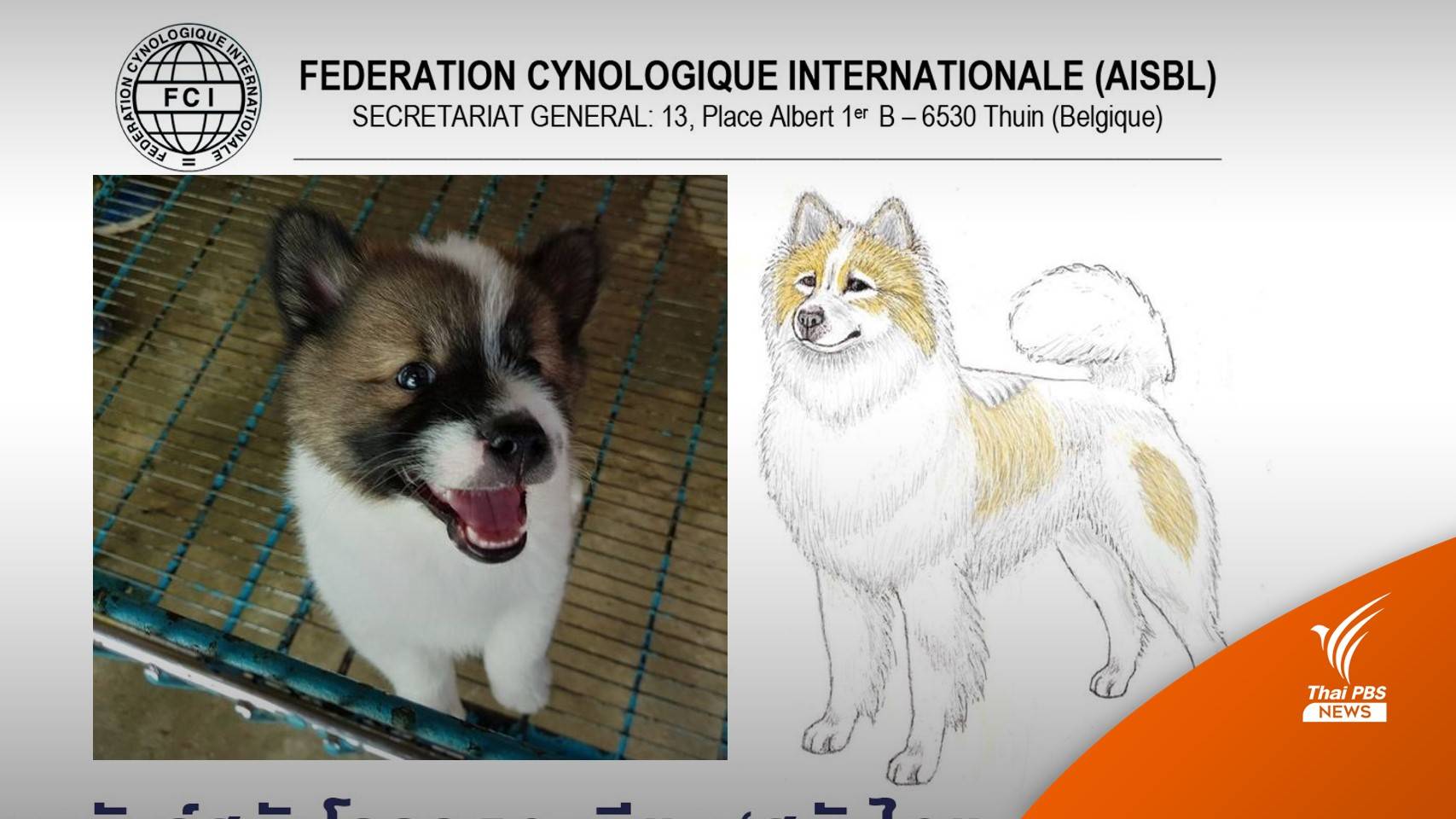 FCI ขึ้นทะเบียน "สุนัขไทยบางแก้ว" เป็นสุนัขโลก