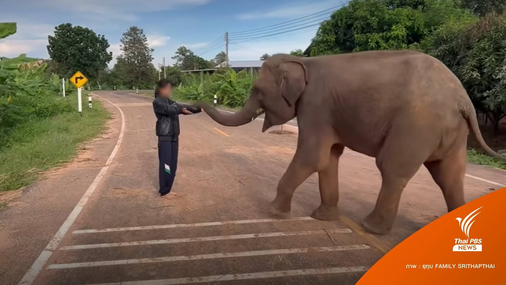 "น้องฟิล์ม" ยูทูบเบอร์ดังเล่นกับช้าง วิ่งหนีครูเสียชีวิตปริศนา