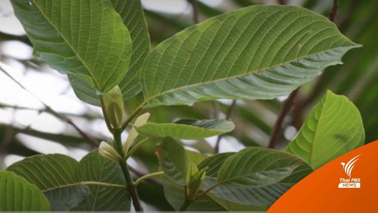 อย.มีคำตอบไม่ผ่อนเกณฑ์ "กระท่อม" แปรรูปเป็นอาหาร