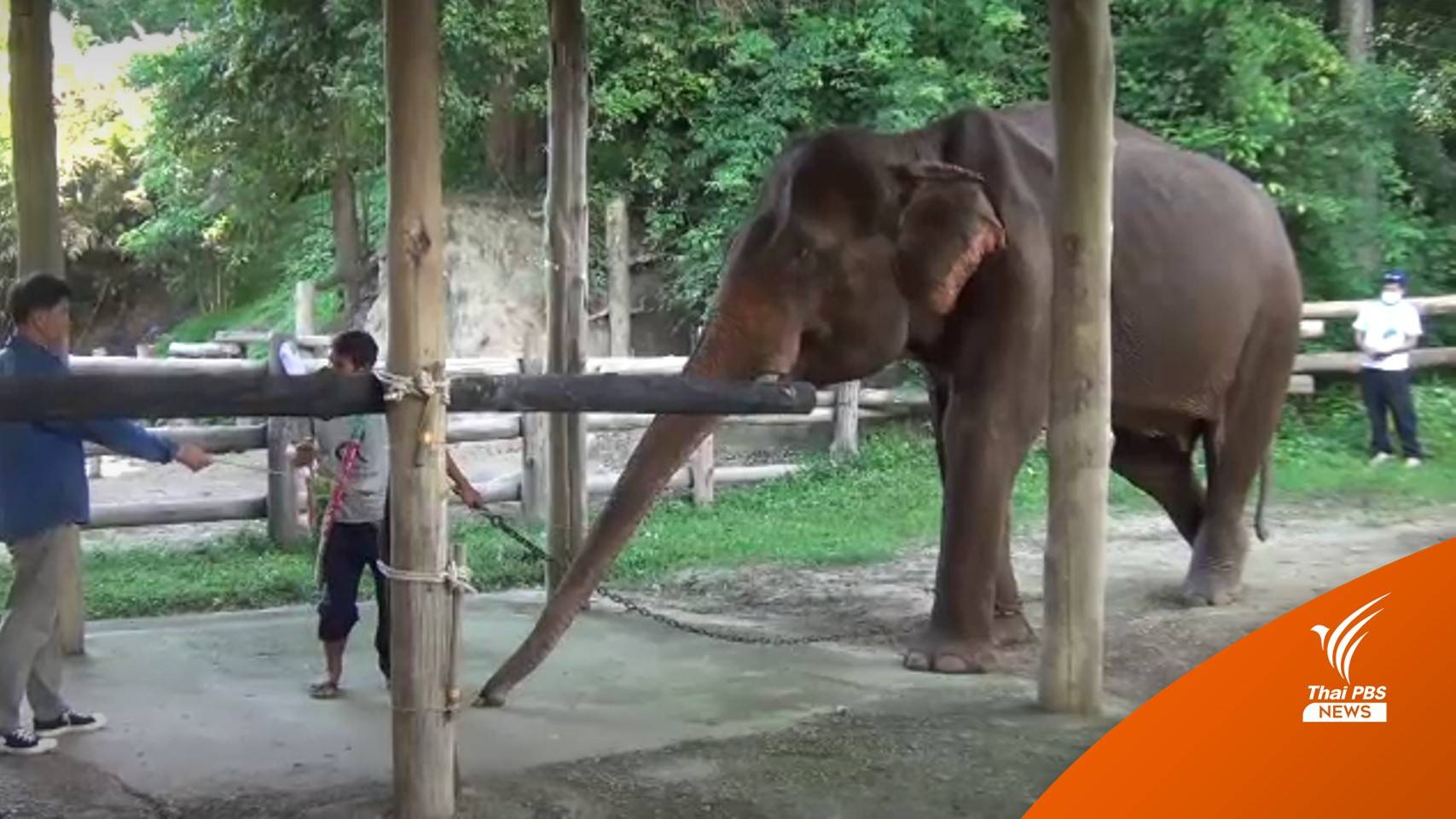 ผลเอกซเรย์ "พลายปู๊คำ" พบกระดูกแตกร้าว