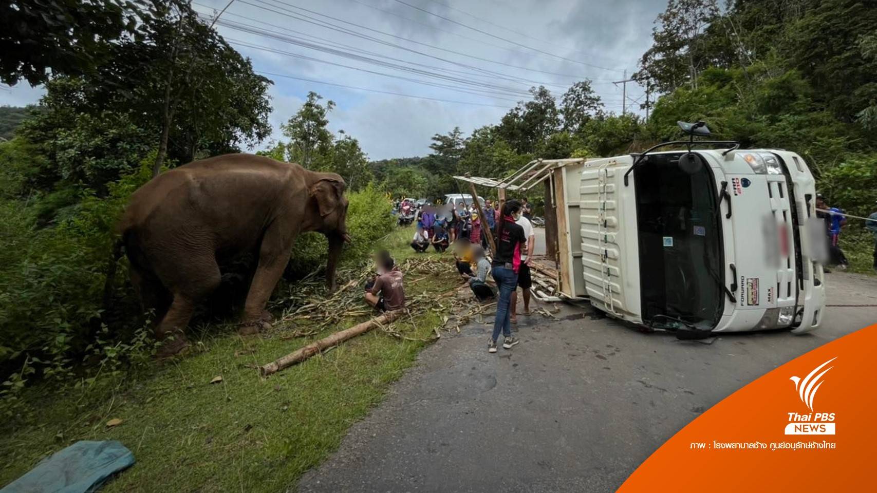 รถขนช้างพลิกคว่ำ "พลายปู๊คำ" บาดเจ็บ รอเคลื่อนย้ายไปรักษา
