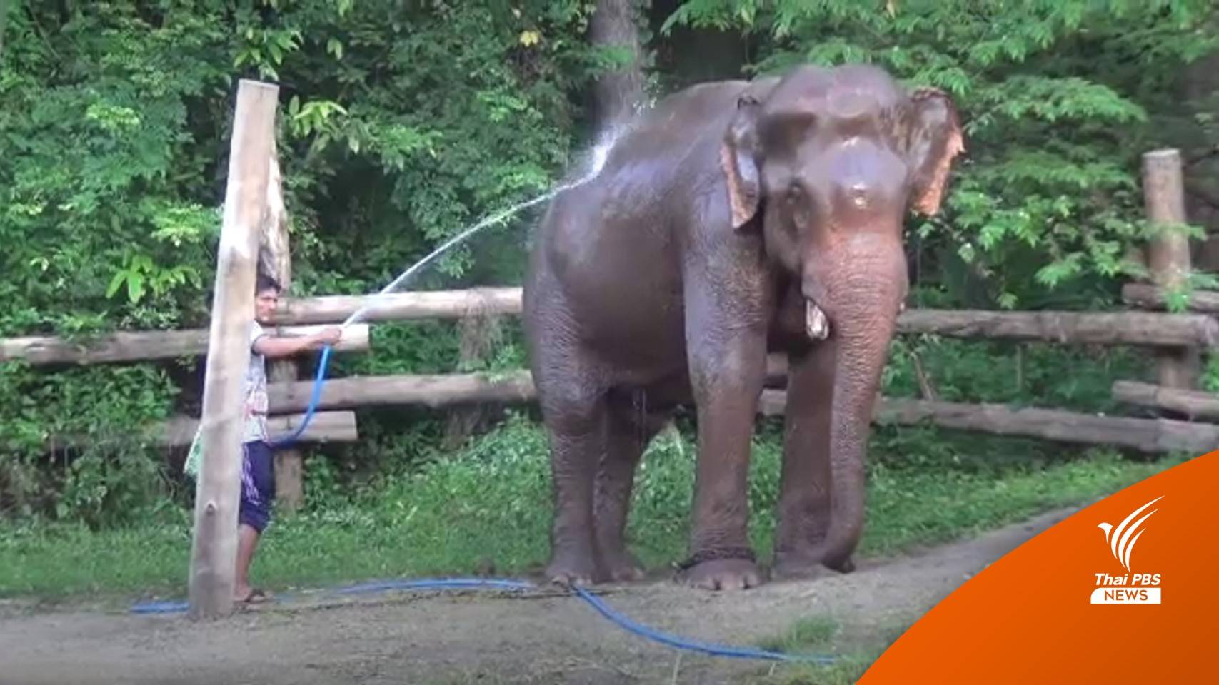 อาการดีขึ้น! "พลายปู๊คำ" ยืนได้แล้ว