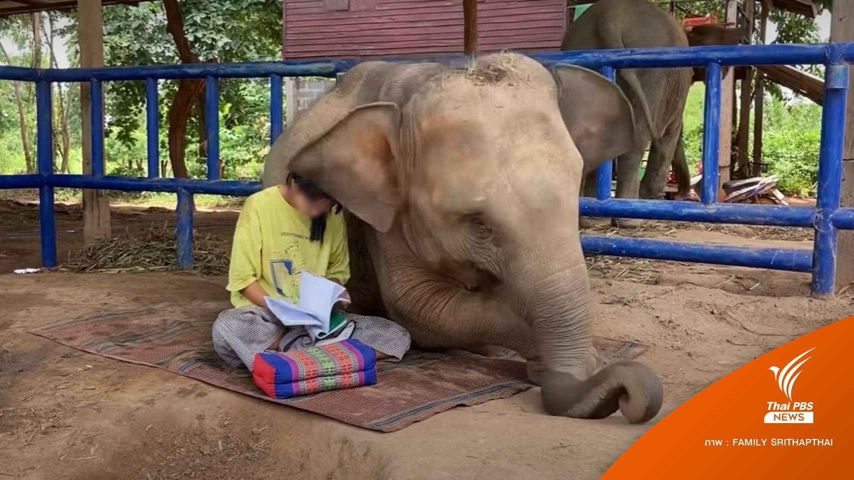 ถอดรหัสความผูกพัน "น้องฟิล์ม-ช้างสุพรรษา"