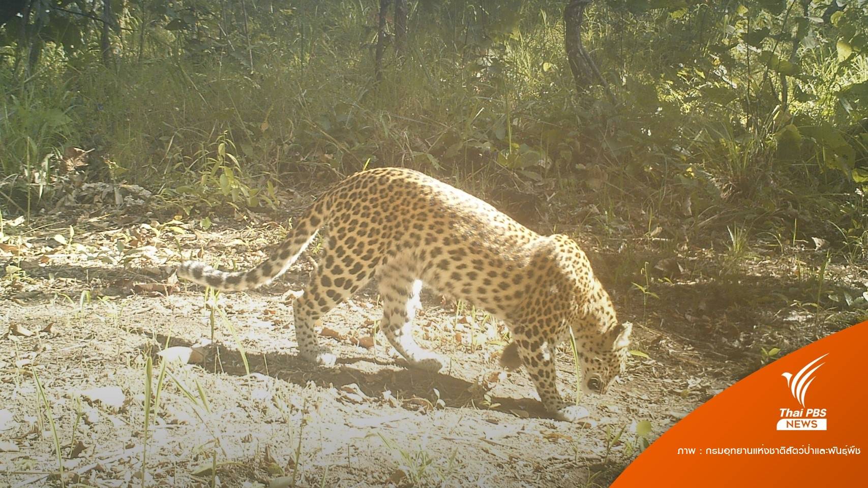 โชว์ภาพ "เสือดาว" หากินในป่าสาละวิน