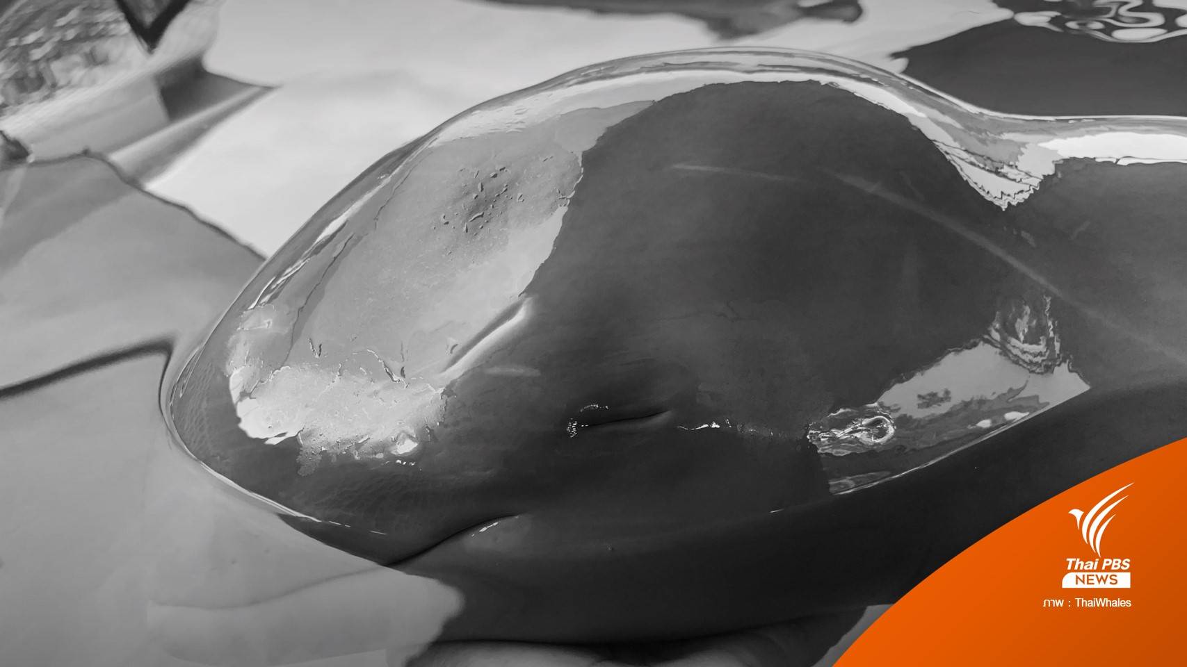 สุดยื้อ! ลูกโลมาอิรวดี "ภาระดอน" ตายแล้ว