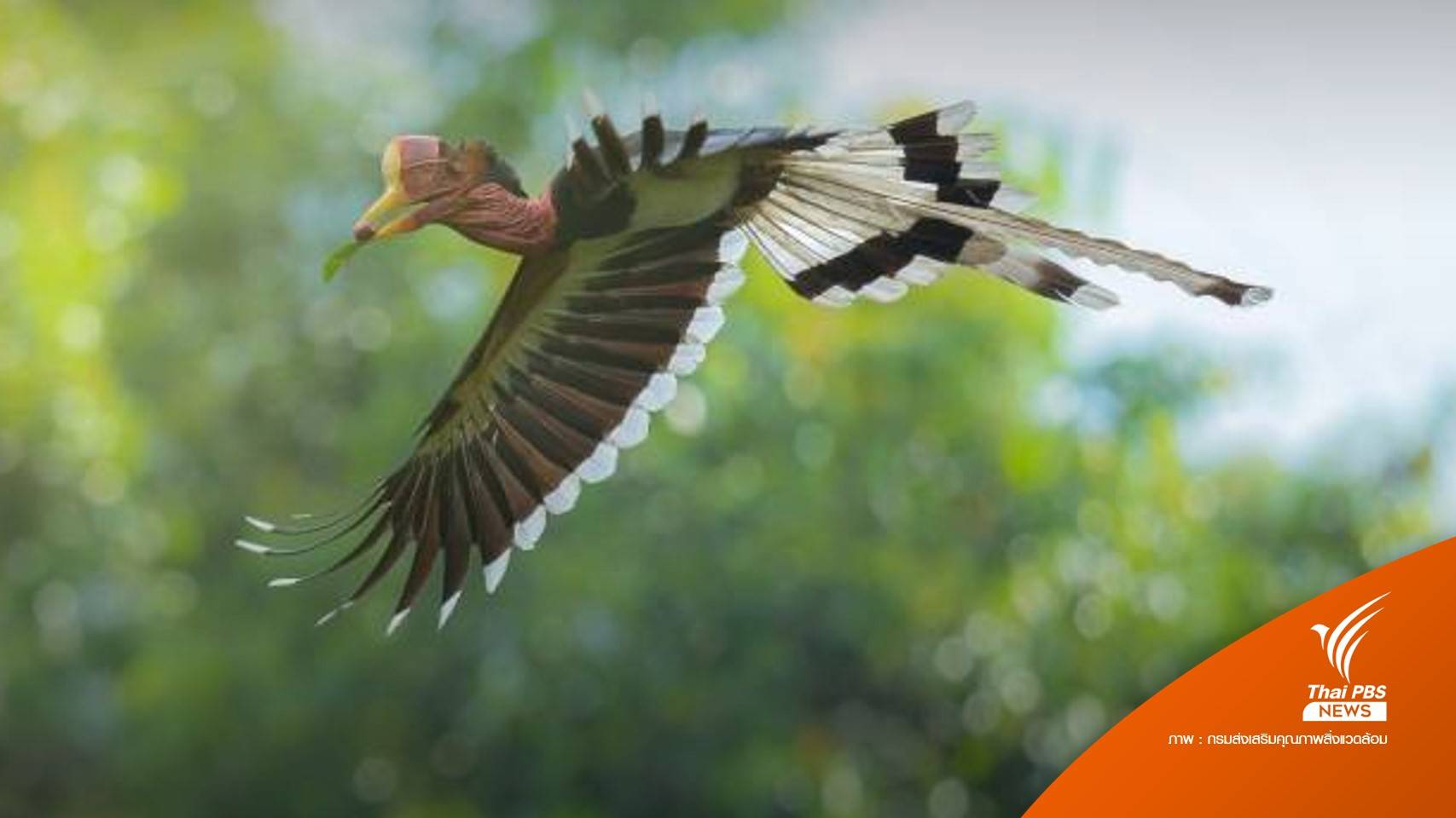 ครม.ไฟเขียว "นกชนหิน" สัตว์ป่าสงวนลำดับที่ 20
