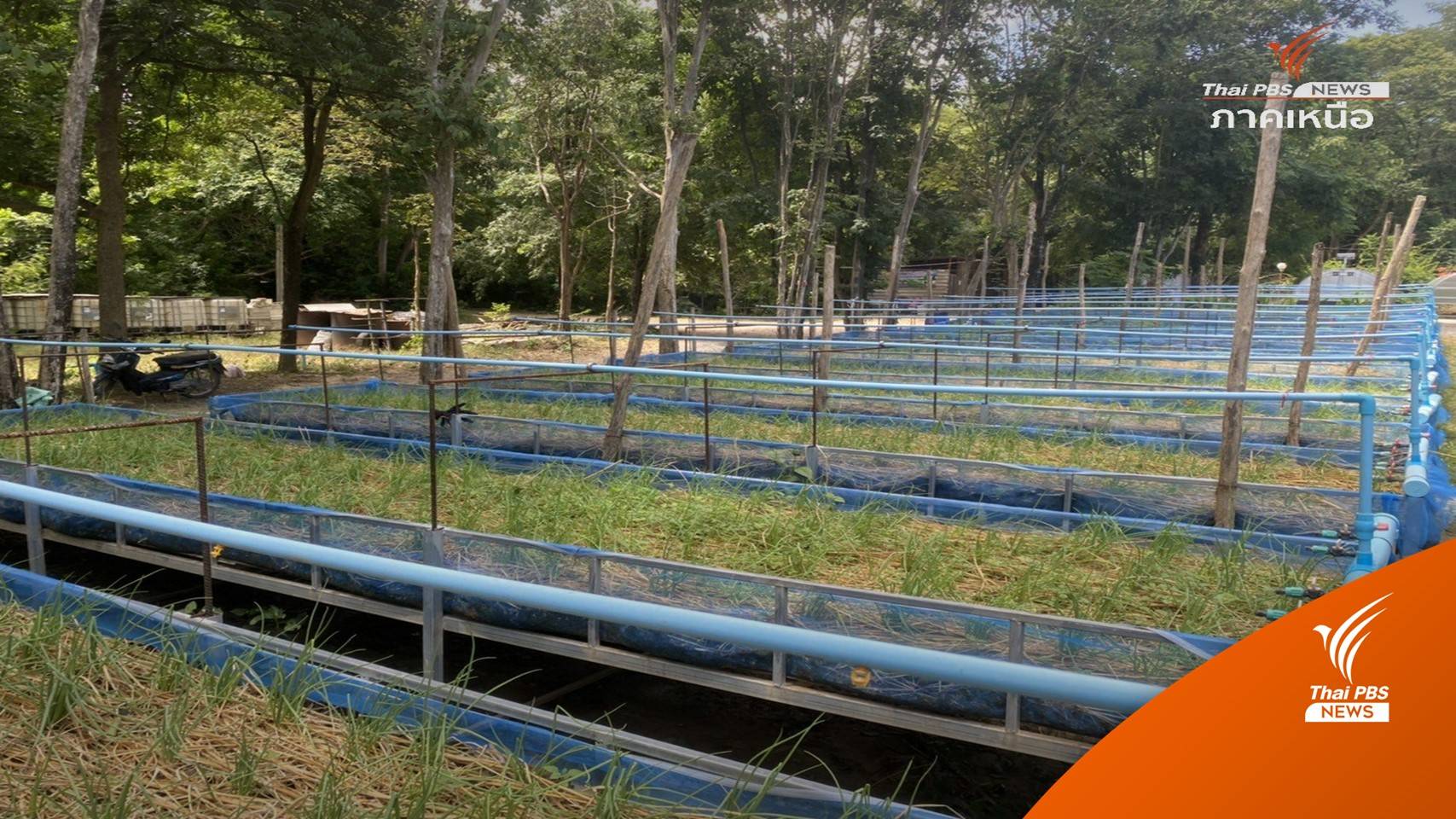 เกษตรอินทรีย์เพื่อความยั่งยืน