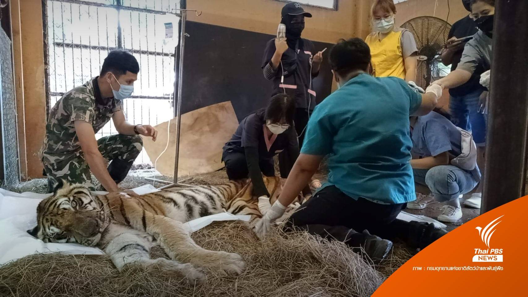 เอาใจช่วย "ปู่ลายแทง" เสือโคร่งชรา ป่วยติดเตียง-ไตเรื้อรังระยะท้าย