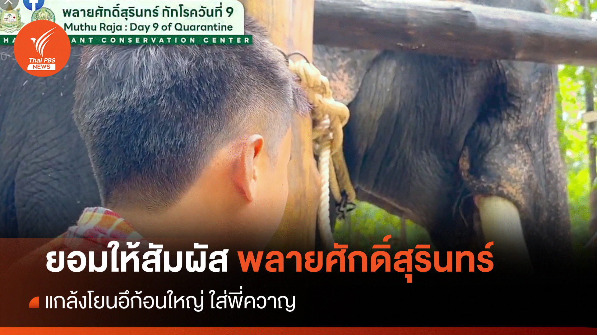 อยากเล่นด้วย "พลายศักดิ์สุรินทร์" แกล้งโยนอึก้อนใหญ่ใส่พี่ควาญ