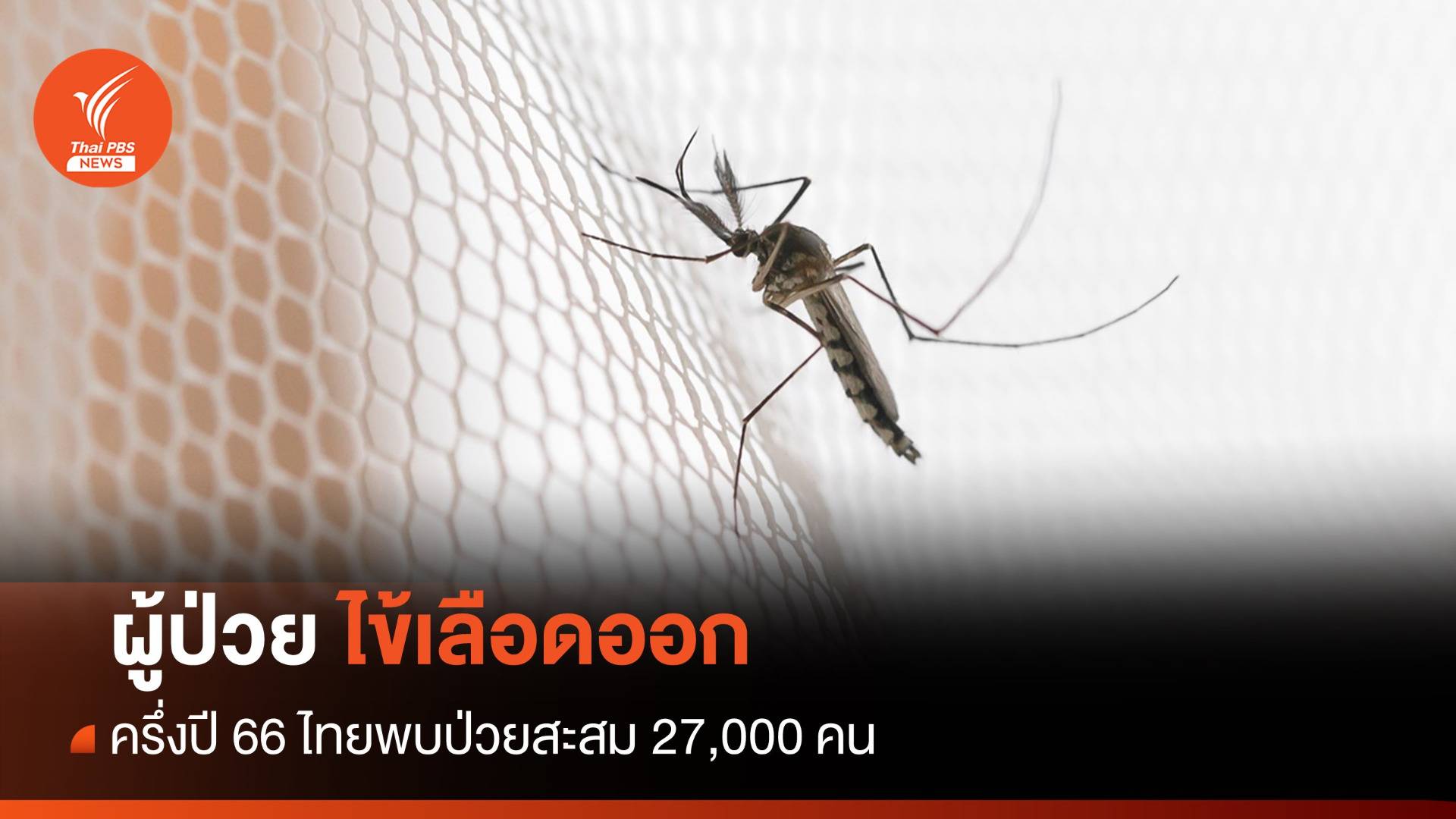 ครึ่งปี 66 พบผู้ป่วย "ไข้เลือดออก" ในไทยสะสมกว่า 27,000 คน