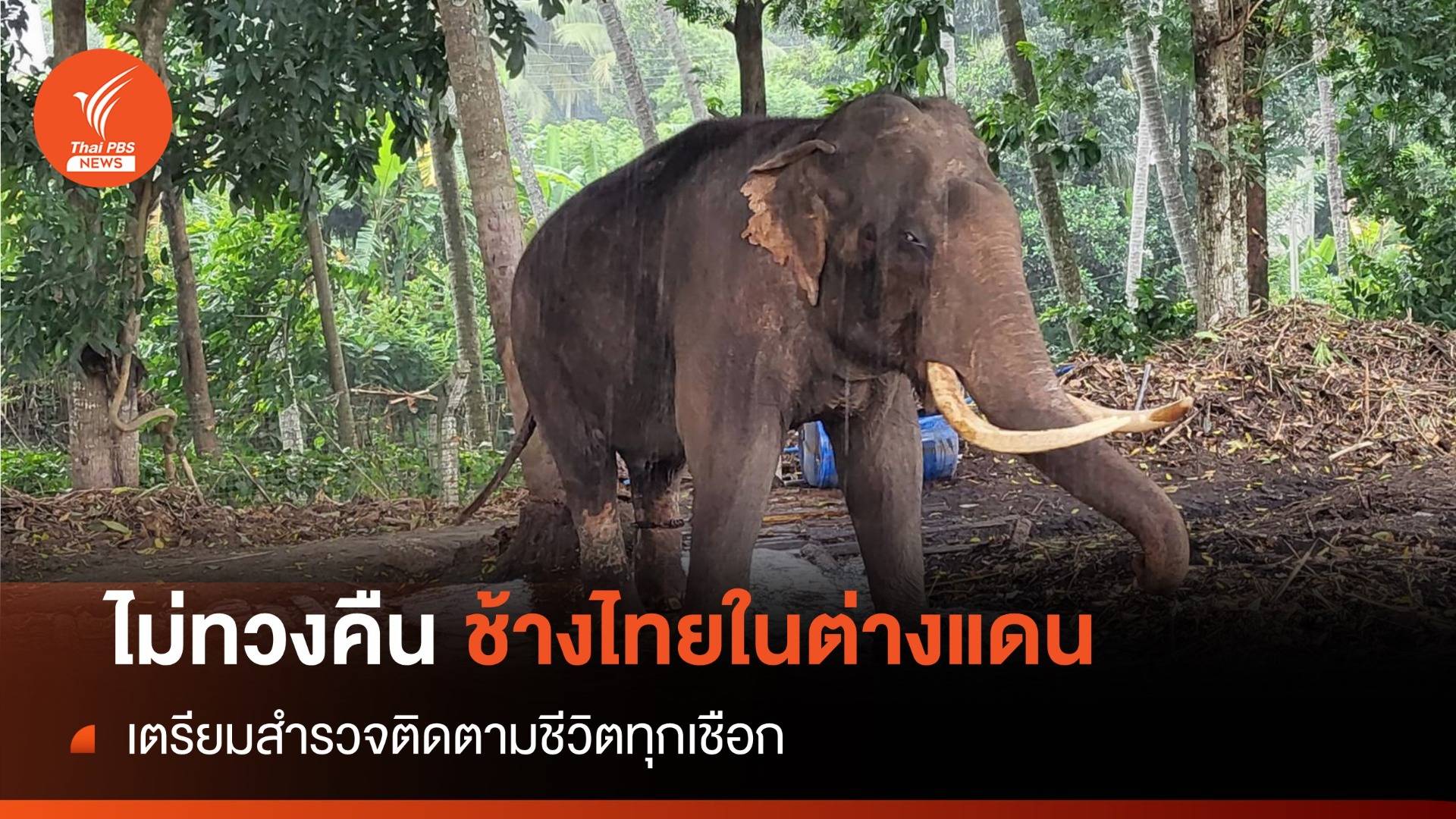 ไทยยันไม่คิดทวงคืน "ช้างไทยในต่างแดน" หลังข่าวศรีลังกาขู่ฟ้อง 