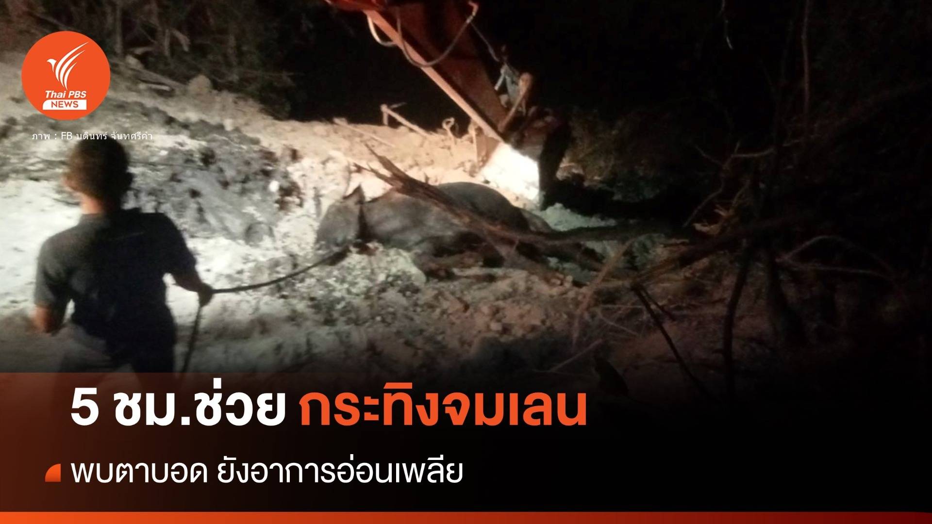 5 ชั่วโมง! ช่วย "ชบาแก้ว" กระทิงตาบอดจมเลน อาการอ่อนเพลีย