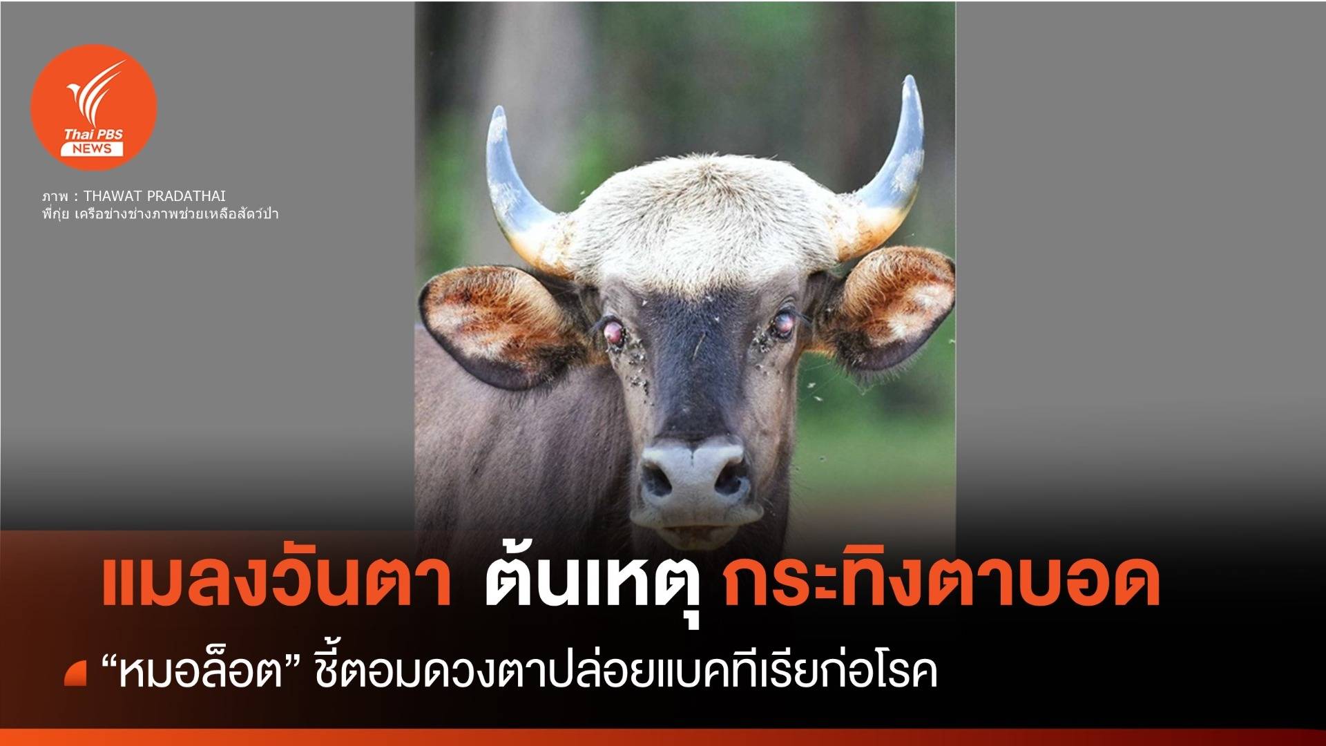 "หมอล็อต" ชี้ "แมลงวันตา" ทำกระทิงตาบอดปล่อยแบคทีเรียก่อโรค
