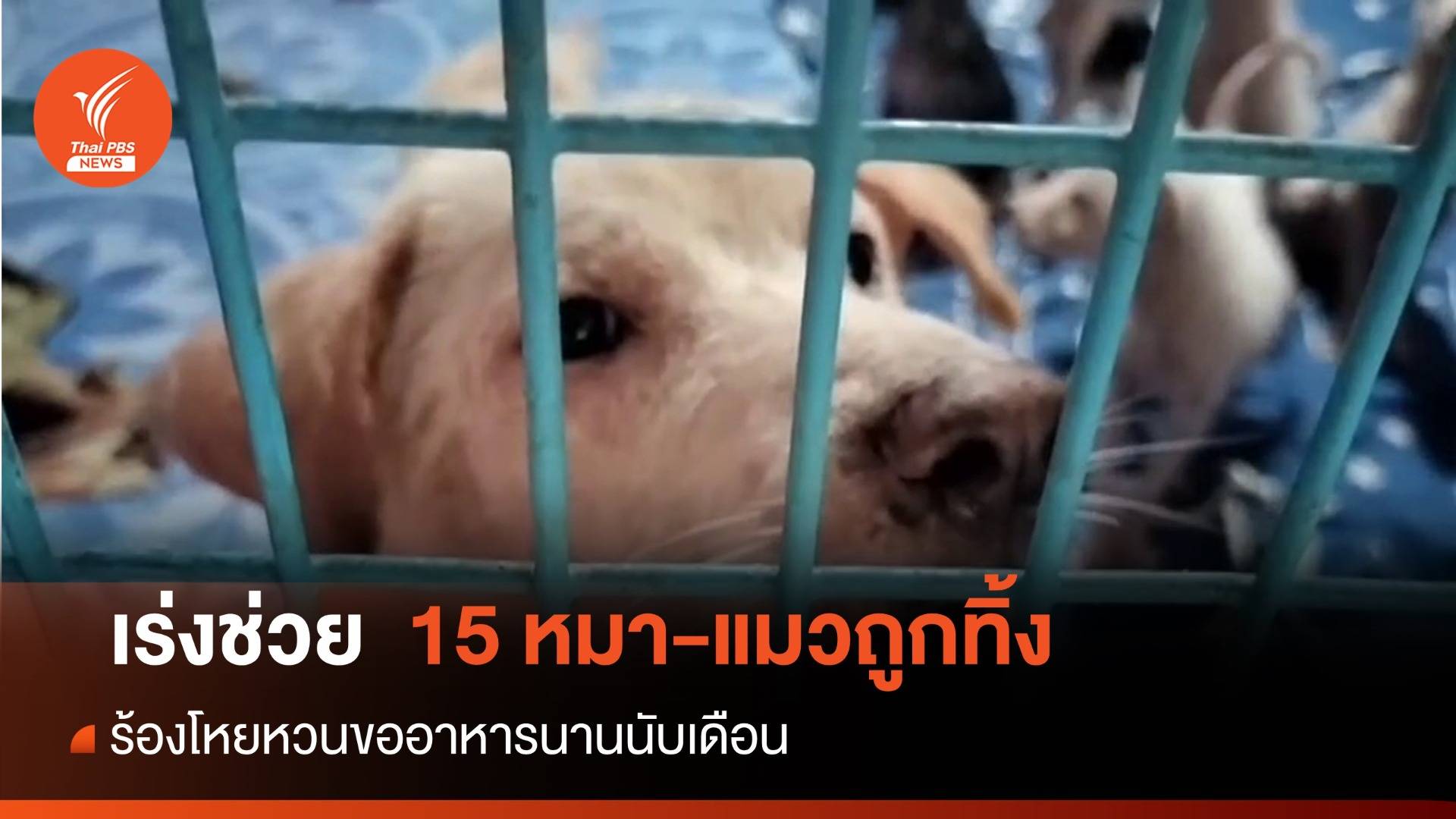 สุดทน "หมา-แมว" 15 ตัวถูกทิ้งนับเดือนร้องโหยหวนขออาหาร