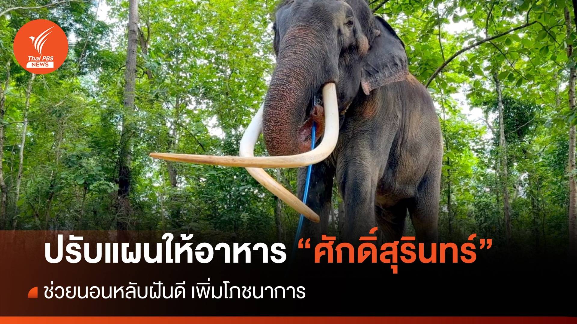 ปรับแผนให้อาหาร "พลายศักดิ์สุรินทร์" ช่วยนอนหลับสบาย