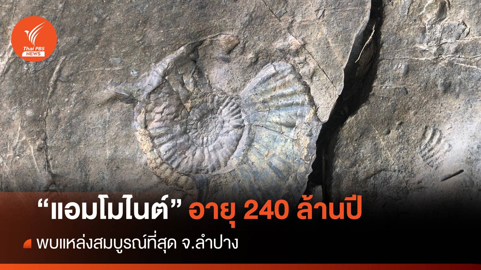 ตื่นตา! "แอมโมไนต์" บนชั้นหินอายุ 240 ล้านปีสมบูรณ์สุดในไทย
