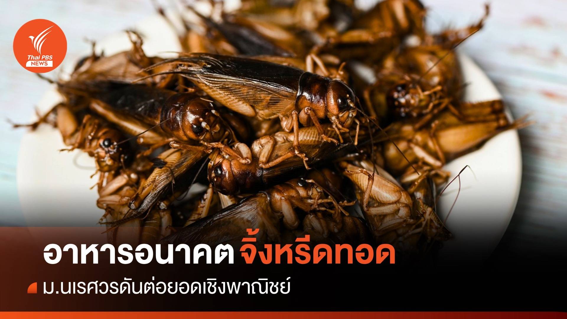 ม.นเรศวร ดัน "จิ้งหรีด" อาหารแห่งอนาคตต่อยอดเชิงพาณิชย์