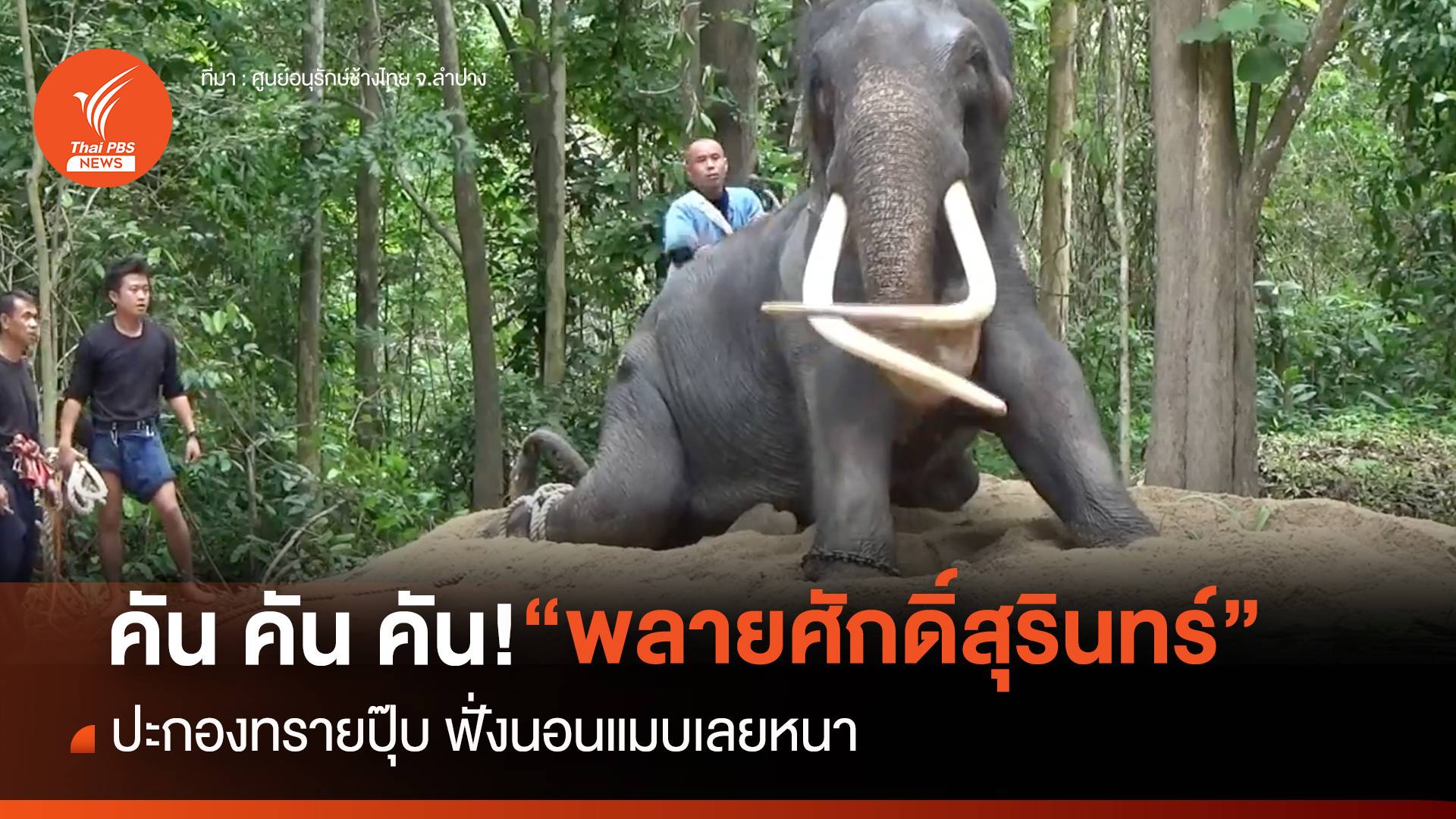 คัน คัน คัน! “พลายศักดิ์สุรินทร์” นอนเกาพุงทิ้งตัวนอนกลางป่า