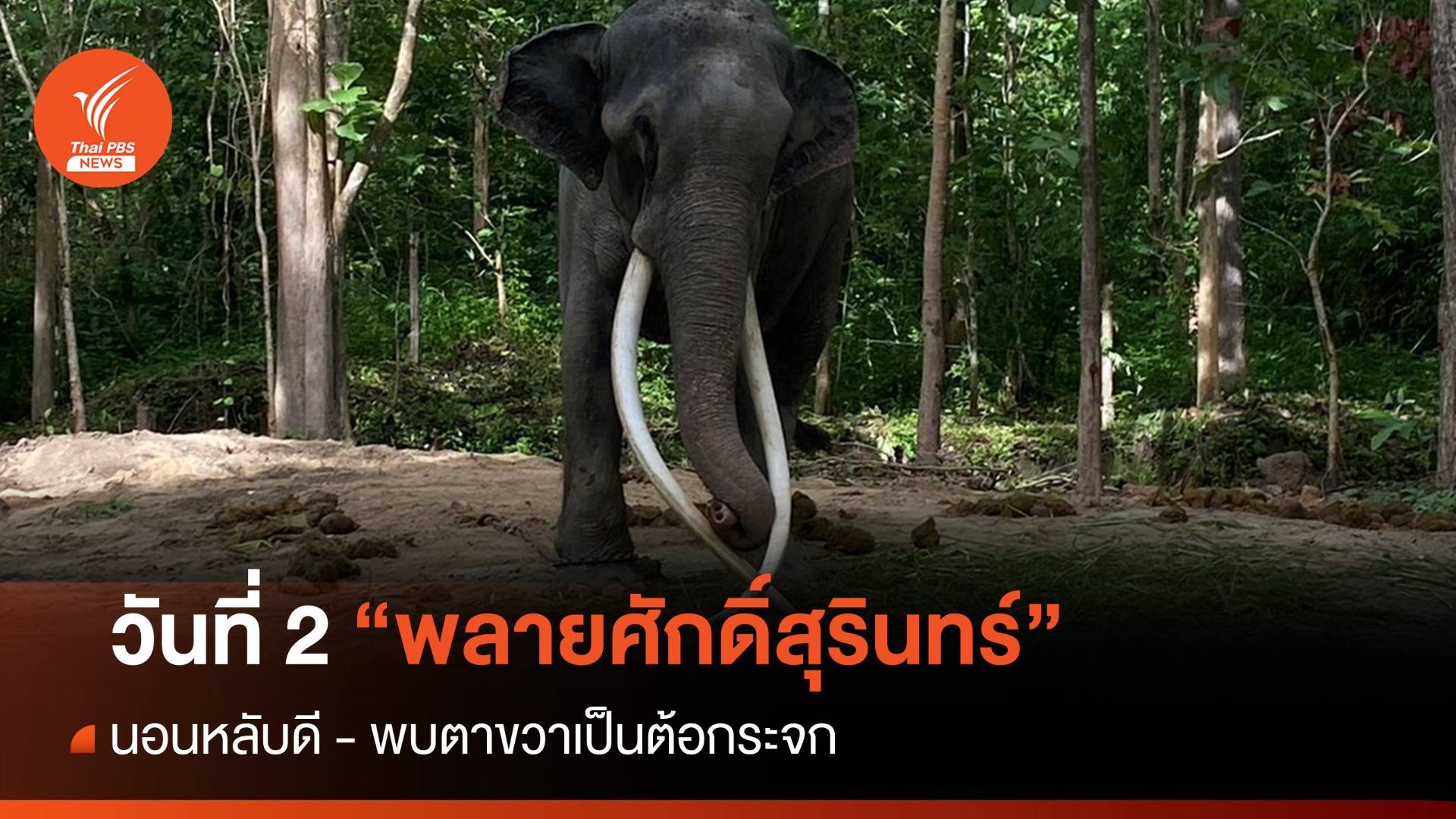 วันที่ 2 "พลายศักดิ์สุรินทร์" นอนหลับดี - พบตาขวาเป็นต้อกระจก