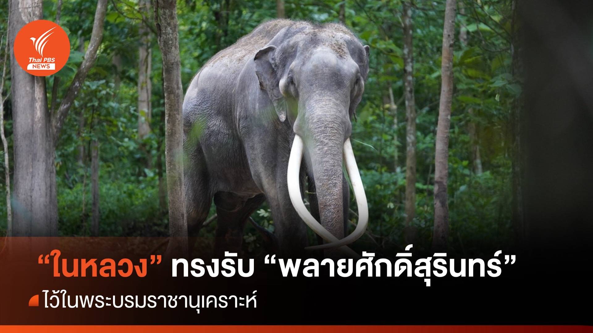 "ในหลวง" ทรงรับ "พลายศักดิ์สุรินทร์" ไว้ในพระบรมราชานุเคราะห์ 