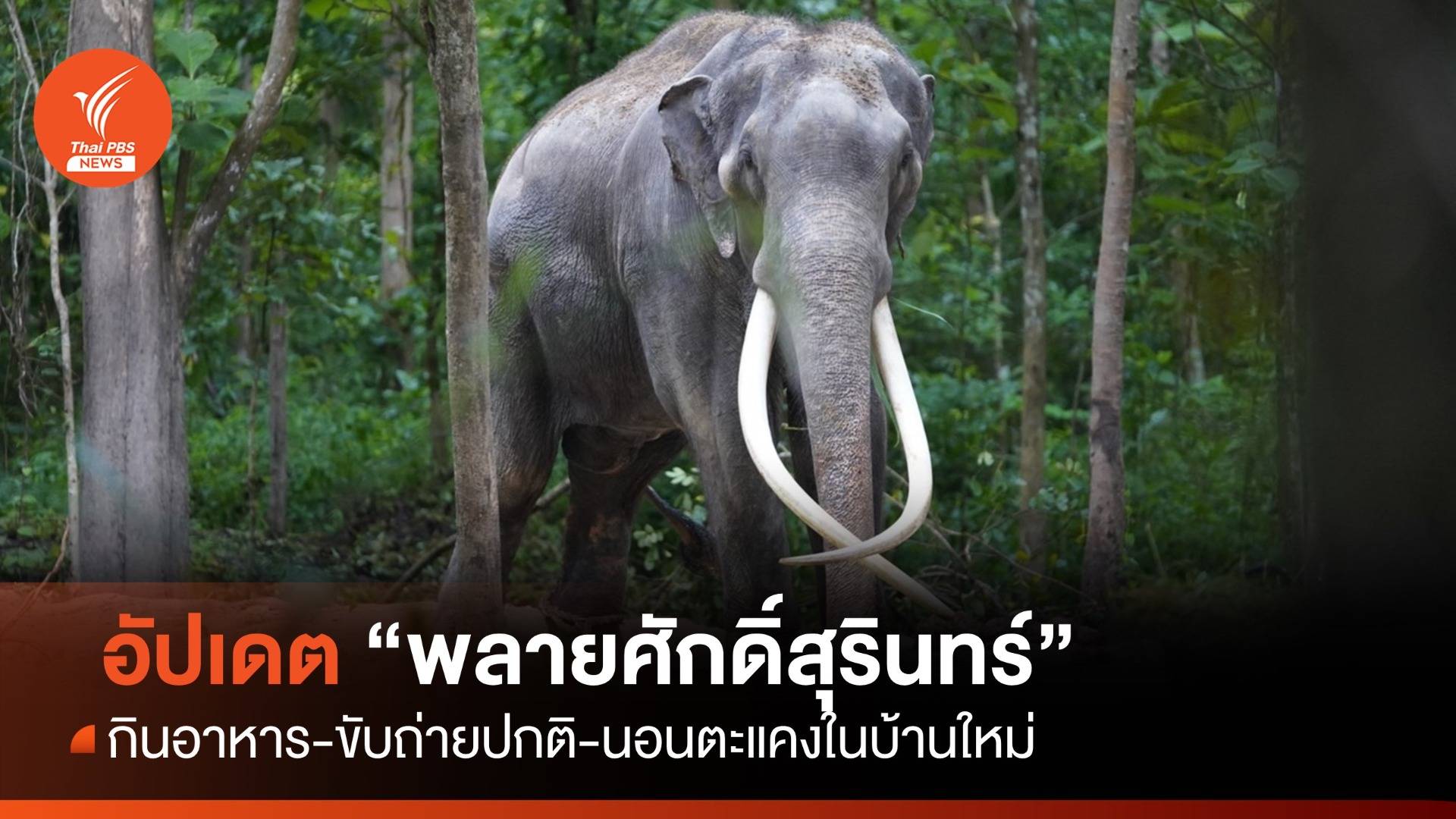 อัปเดตอาการ "พลายศักดิ์สุรินทร์" กินอาหาร-ขับถ่ายปกติ-นอนตะแคงในบ้านใหม่