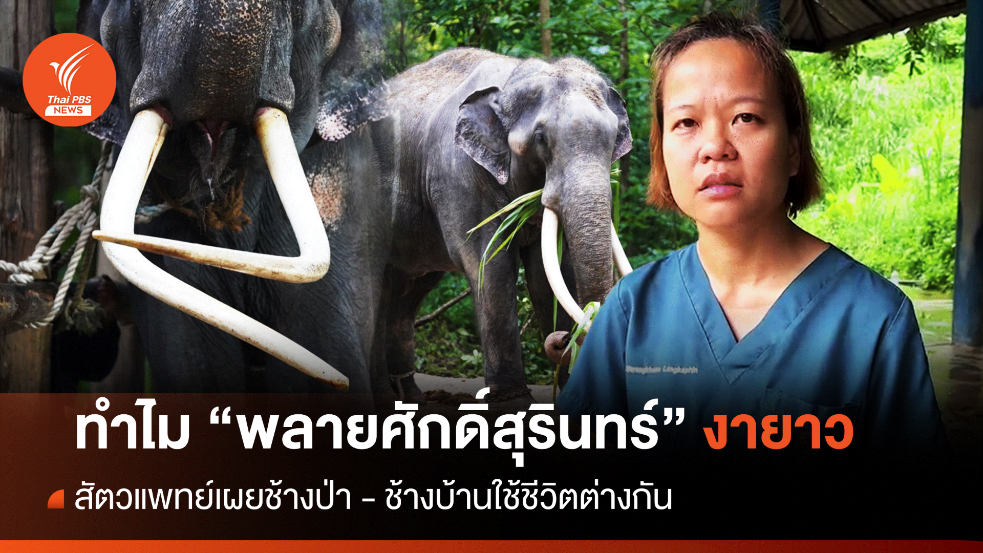 ไขคำตอบ ทำไม "พลายศักดิ์สุรินทร์" งายาว