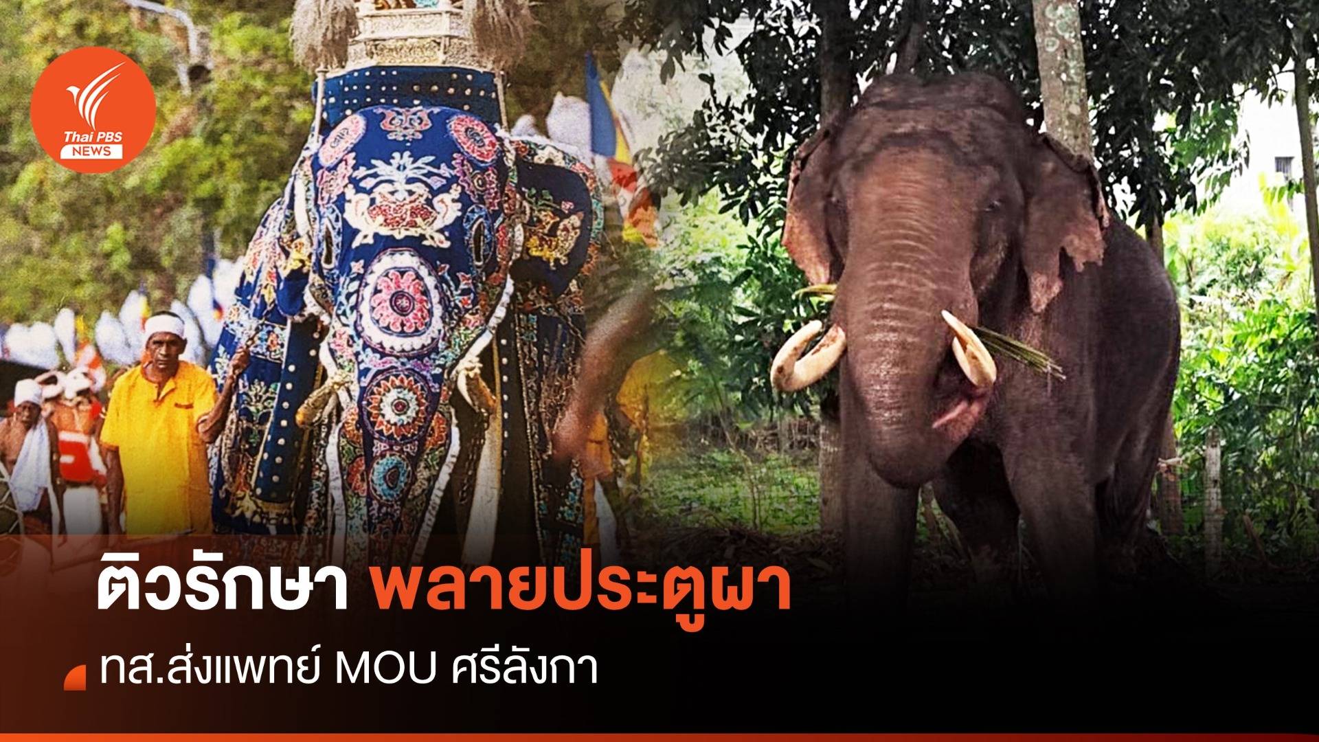 จ่อส่งทีมหมอบินศรีลังกา MOU ติวรักษา "พลายประตูผา"