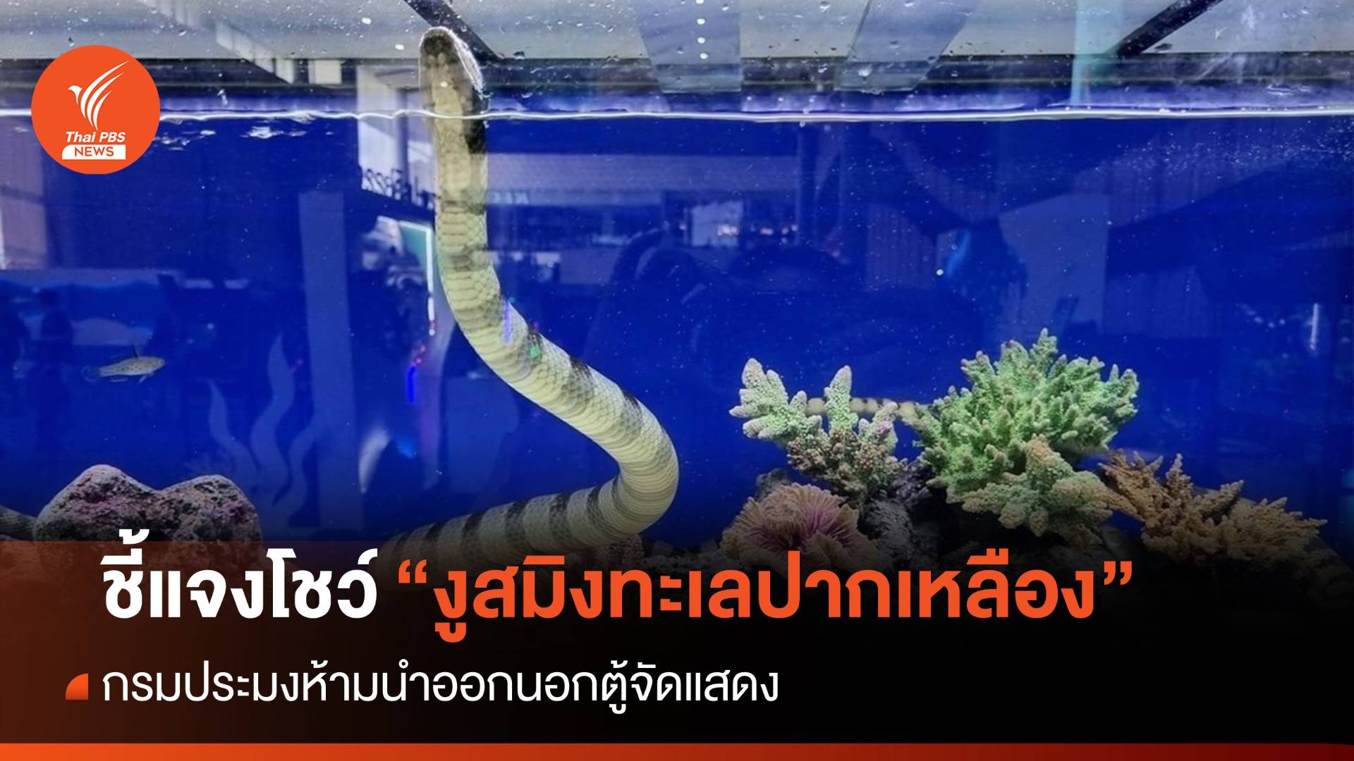 กรมประมงชี้แจงโชว์ “งูสมิงทะเลปากเหลือง” ห้ามนำออกนอกตู้จัดแสดง