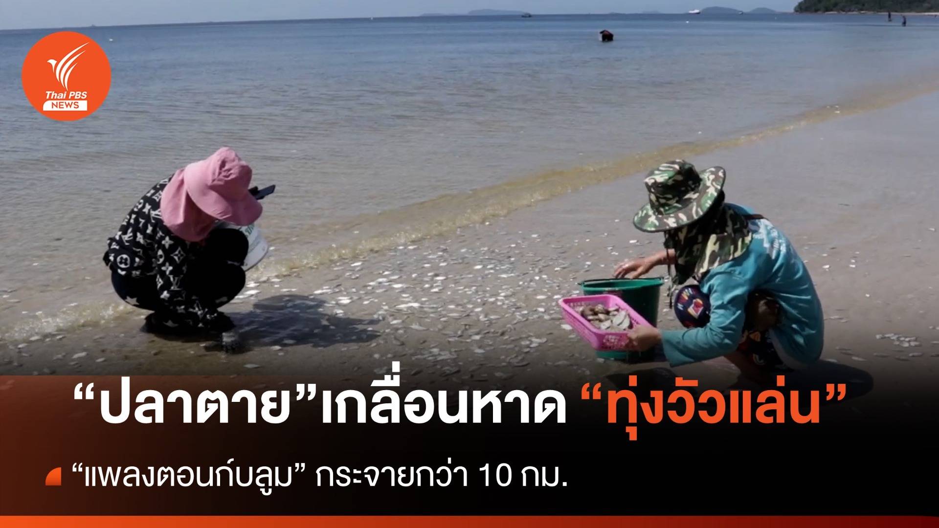 “แพลงก์ตอนบลูม” ทำปลาตายเกลื่อน “หาดทุ่งวัวแล่น” ชุมพร