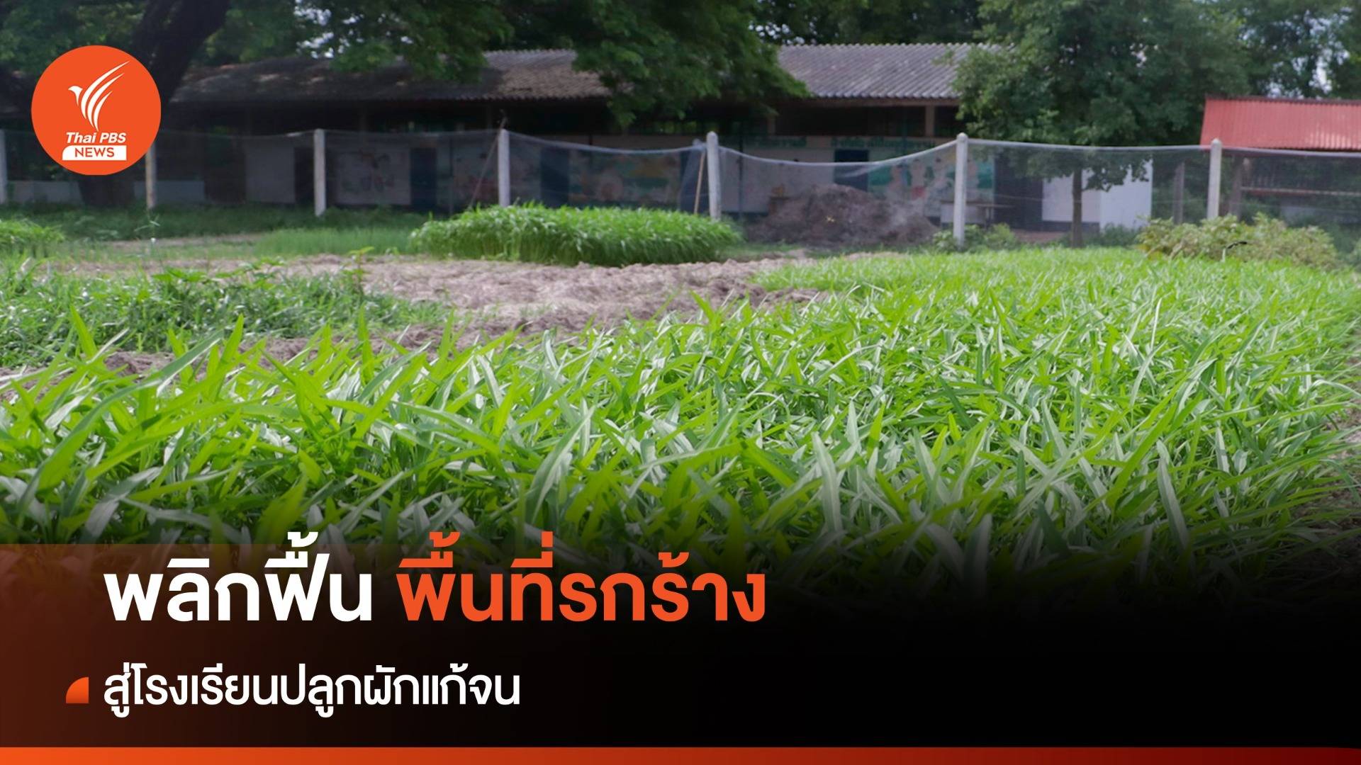พลิกฟื้นพื้นที่รกร้าง สู่โรงเรียนปลูกผักแก้จน
