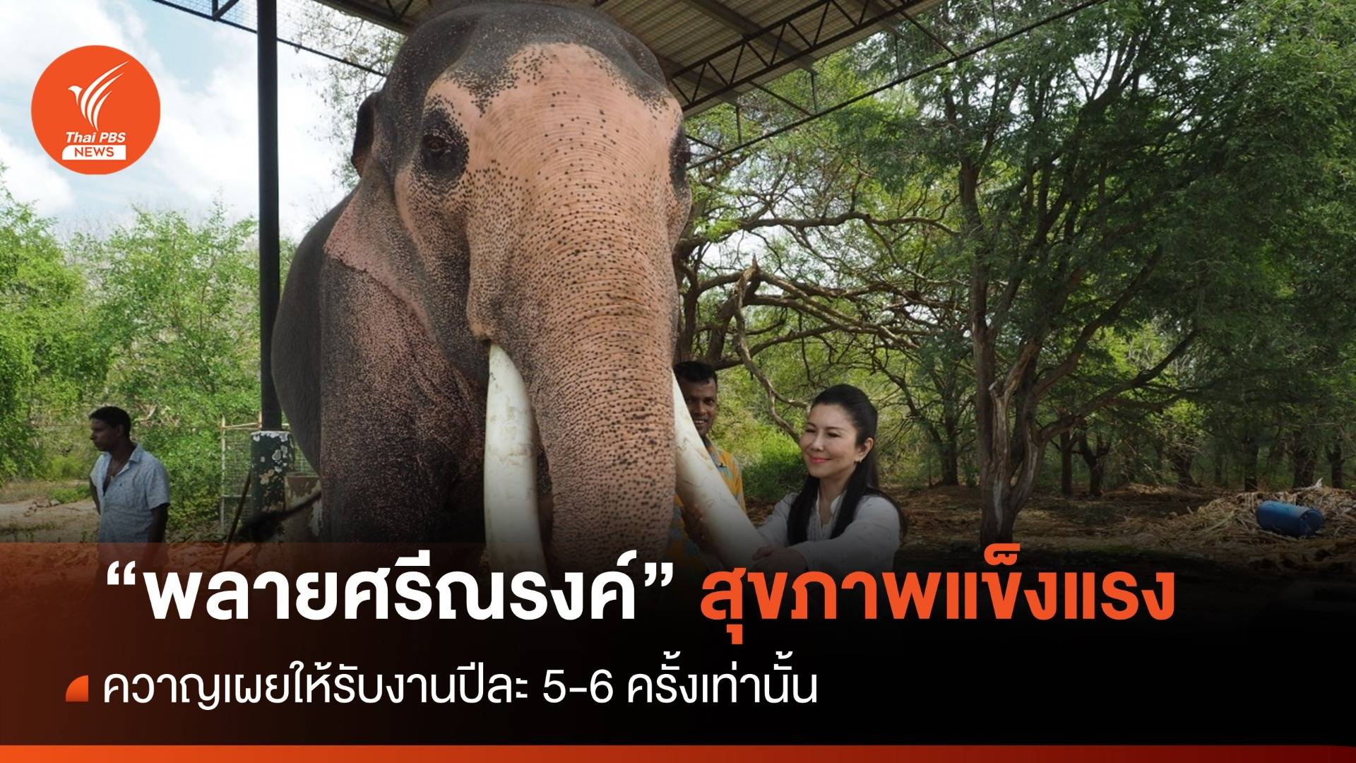 พบแล้ว "พลายศรีณรงค์" สุุขภาพแข็งแรง อารมณ์ดี