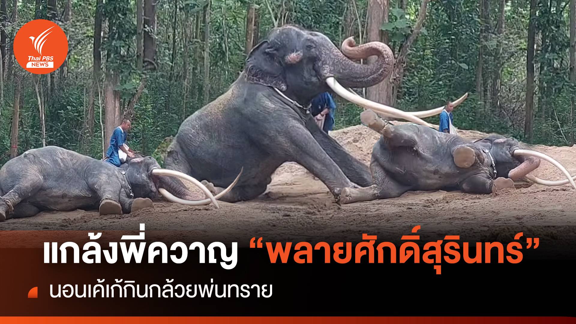 แกล้งพี่ควาญ “พลายศักดิ์สุรินทร์” นอนเค้เก้กินกล้วยพ่นทราย