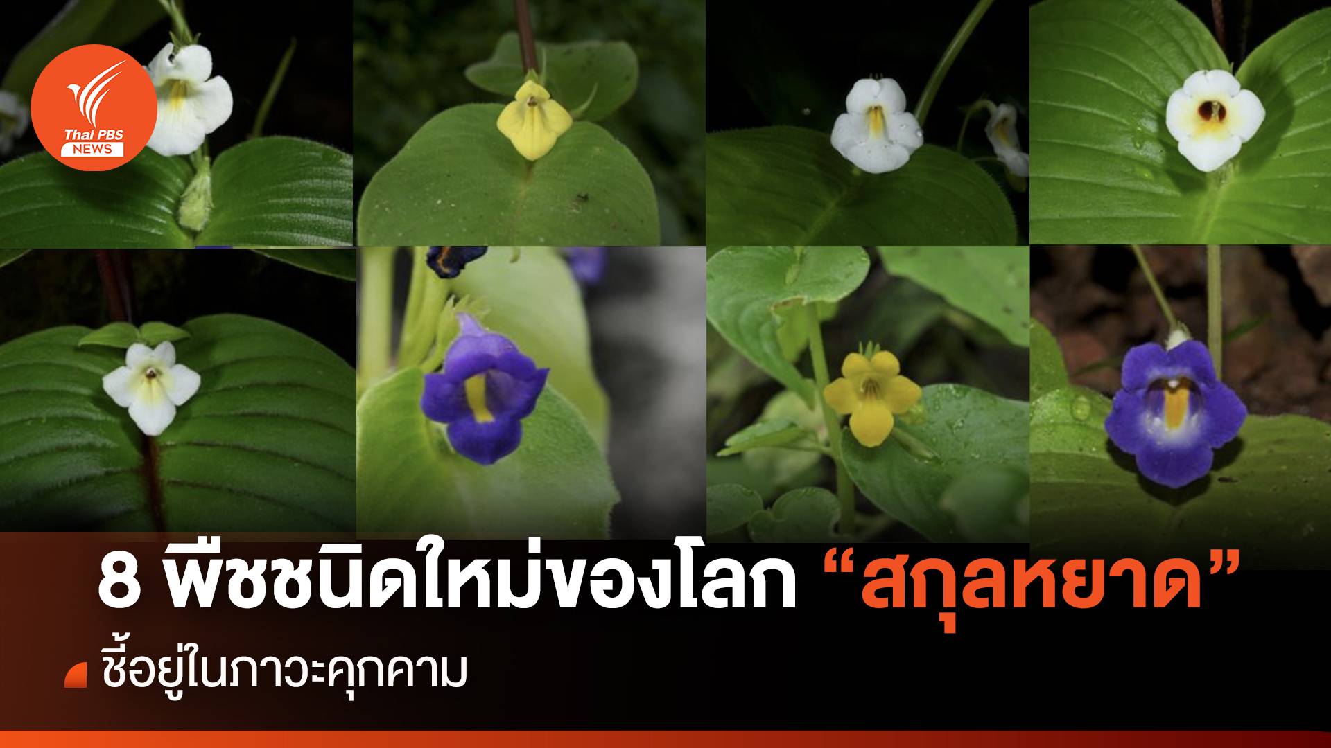 ไทยพบพืช "สกุลหยาด" ชนิดใหม่ของโลก 8 ชนิด อยู่ในภาวะคุกคาม