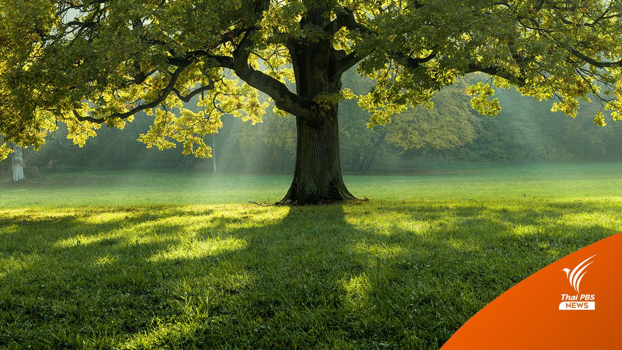 สตาร์ตอัปแคลิฟอร์เนีย ผุดไอเดียการฝังศพแบบรักษ์โลก