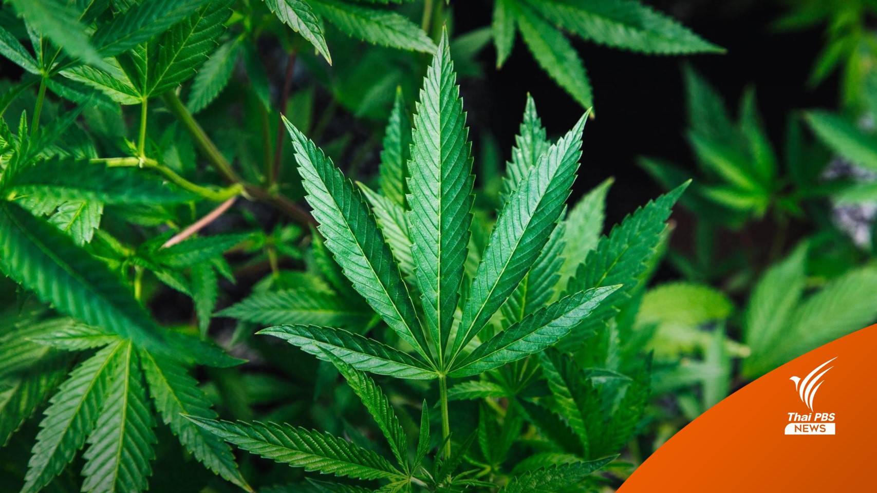 ประกาศฉบับใหม่ เงื่อนไขนำเข้าเมล็ดพันธุ์กัญชา กัญชง