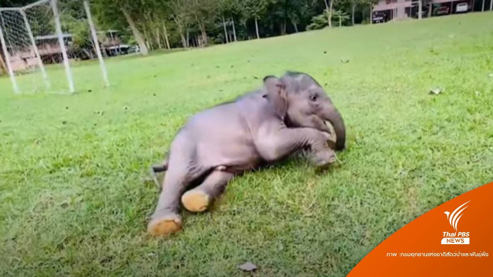 อัปเดต "ลูกช้างตุลา" ร่าเริงซุกซน กินนมเก่ง