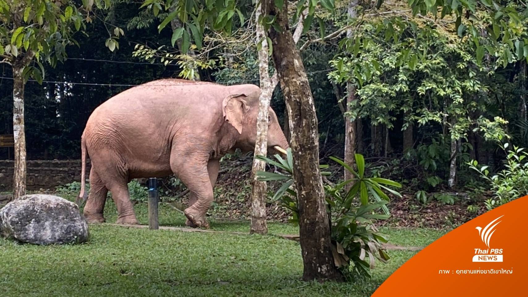 “พลายดื้อ” กลับมาแล้วปลอกคอหลุด เตือนตกมัน-เสนอย้าย