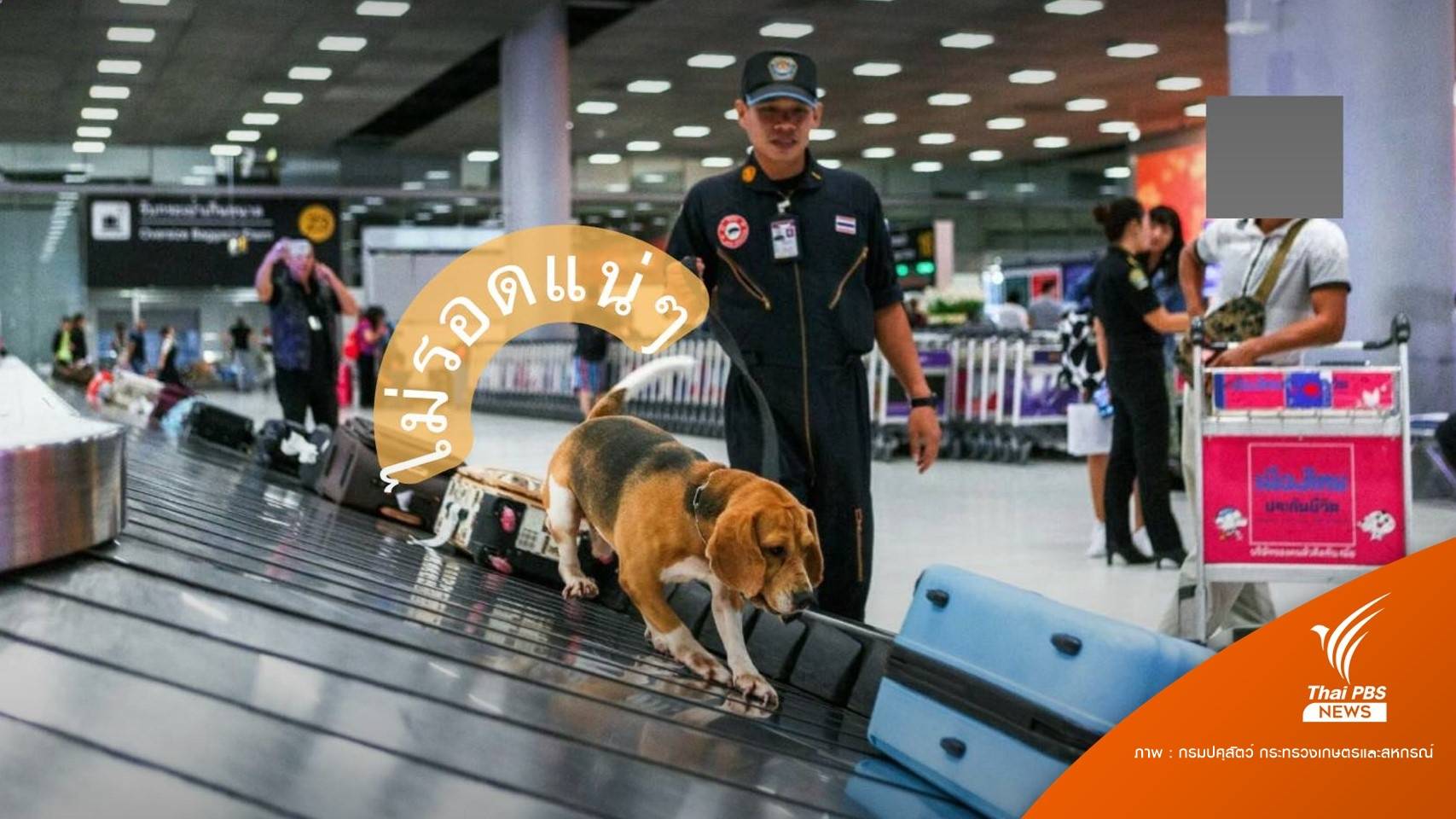 รู้จัก “บีเกิล” 4 ขาเพื่อนซี้ทีมปราบสารวัตรจับกลิ่น