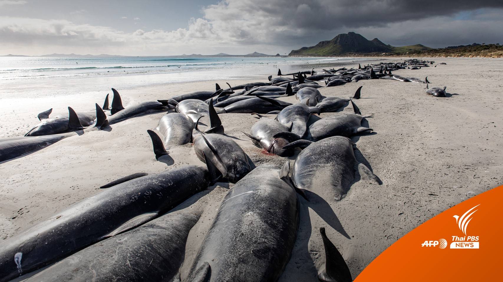 วาฬนำร่อง 477 ตัว เกยตื้นตายในนิวซีแลนด์