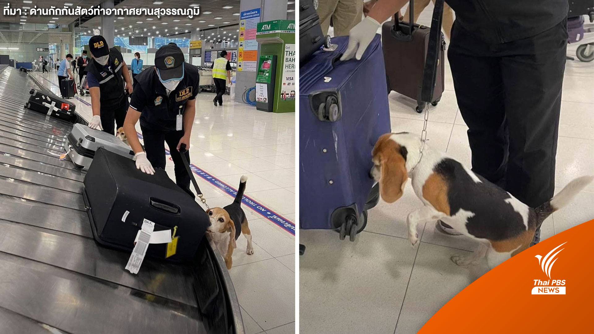 น่ารัก "หมาบีเกิล" สกัดจับหมูยอนำเข้าจากเวียดนาม