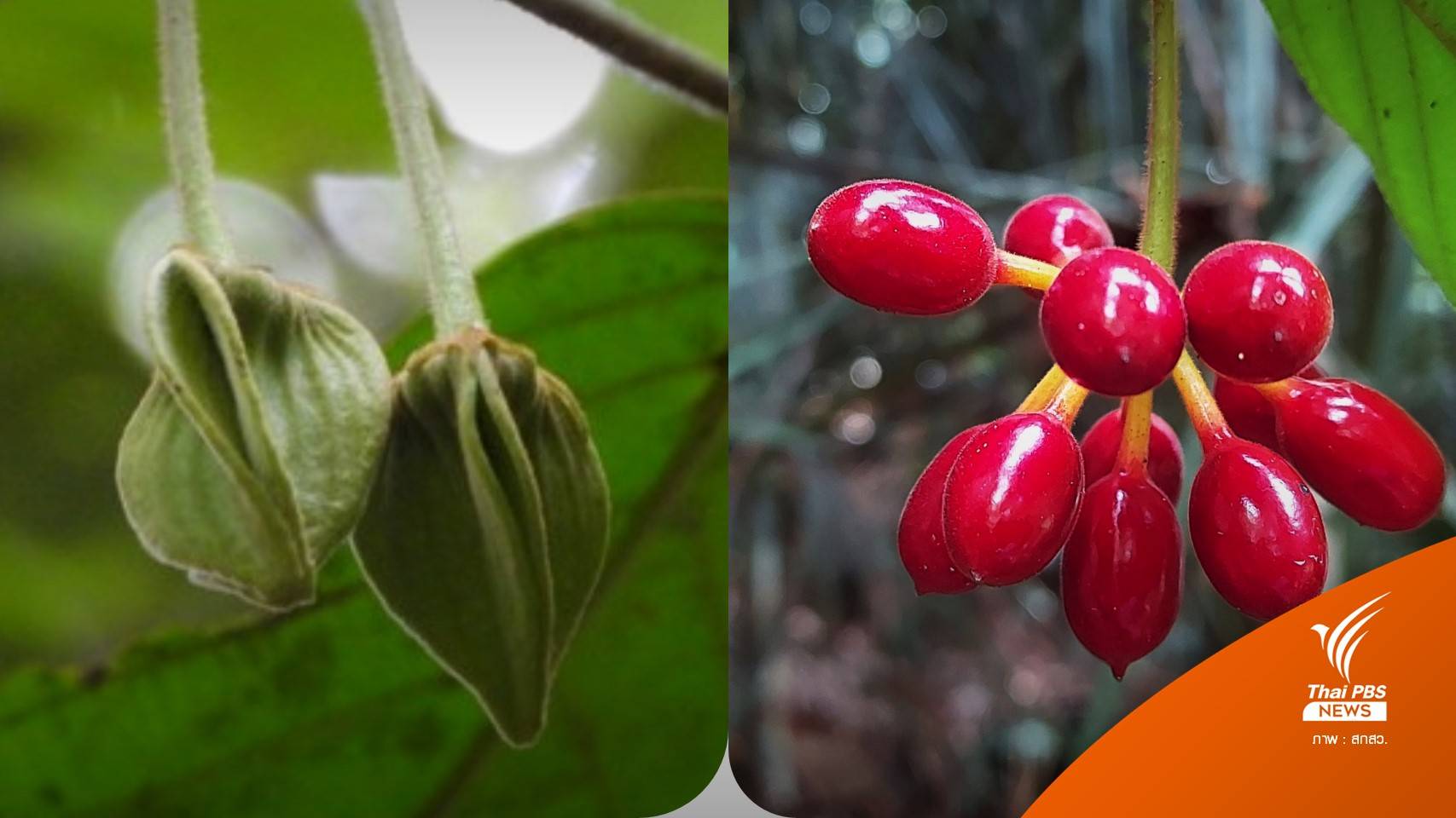 นักวิจัยค้นพบ "เหลืองปิยะรัตน์" พืชชนิดใหม่ของโลก ที่นราธิวาส