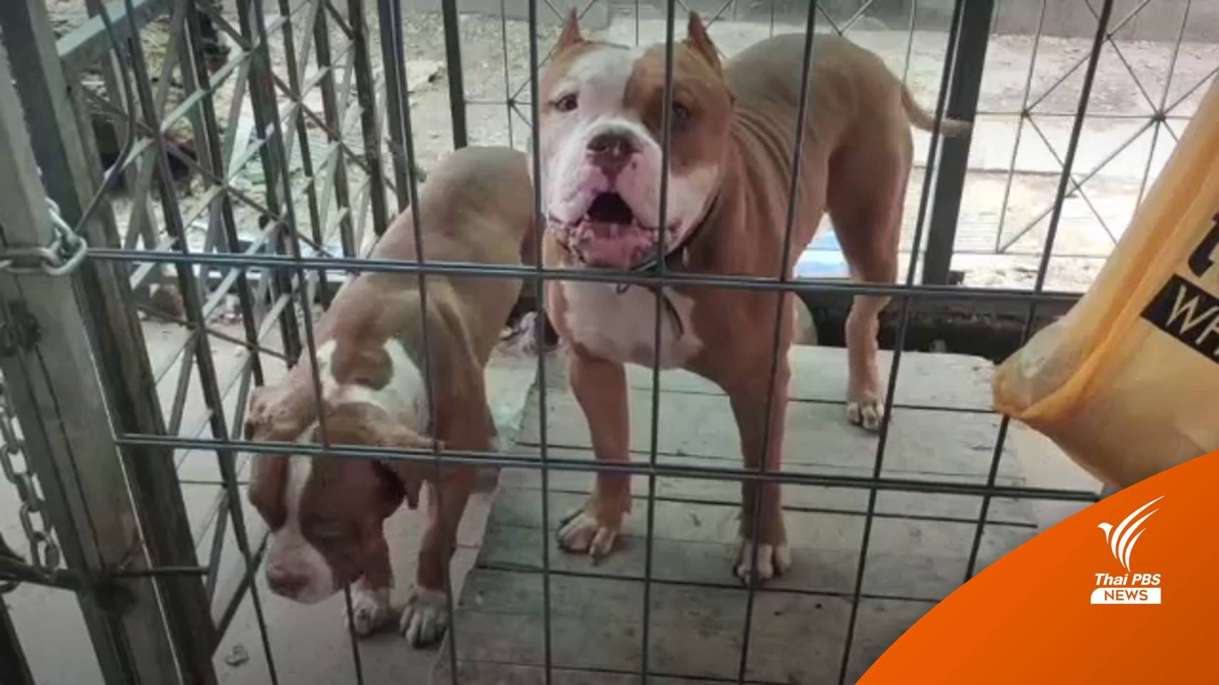 "โรเจอร์" จี้ควบคุมเลี้ยง "หมาพันธุ์ดุ" หลังเคสพิทบูลกัดชาย 67 ปีดับ